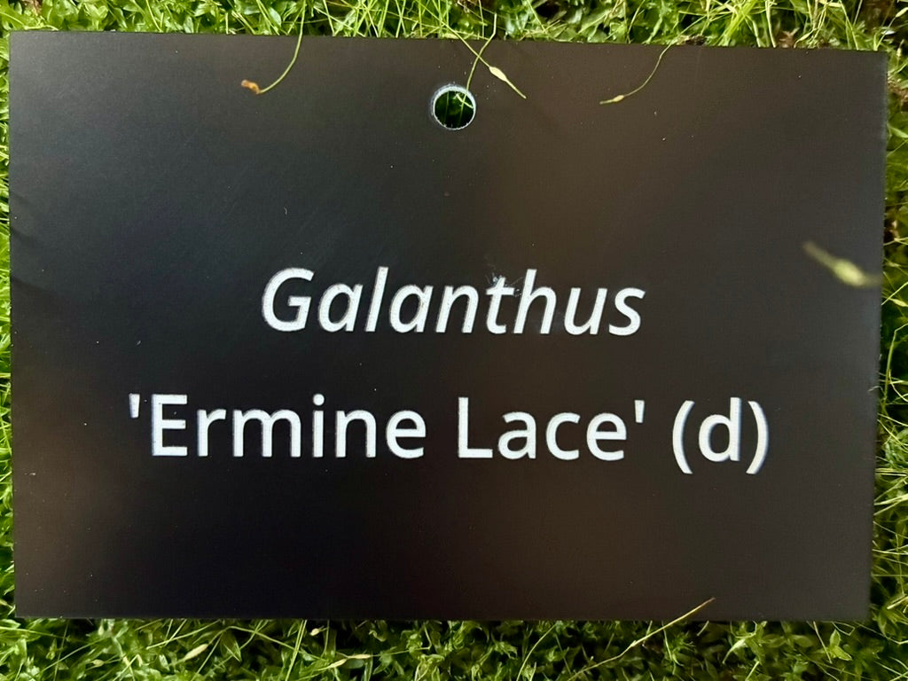 Galanthus 'Ermine Lace' (d) - Plant label