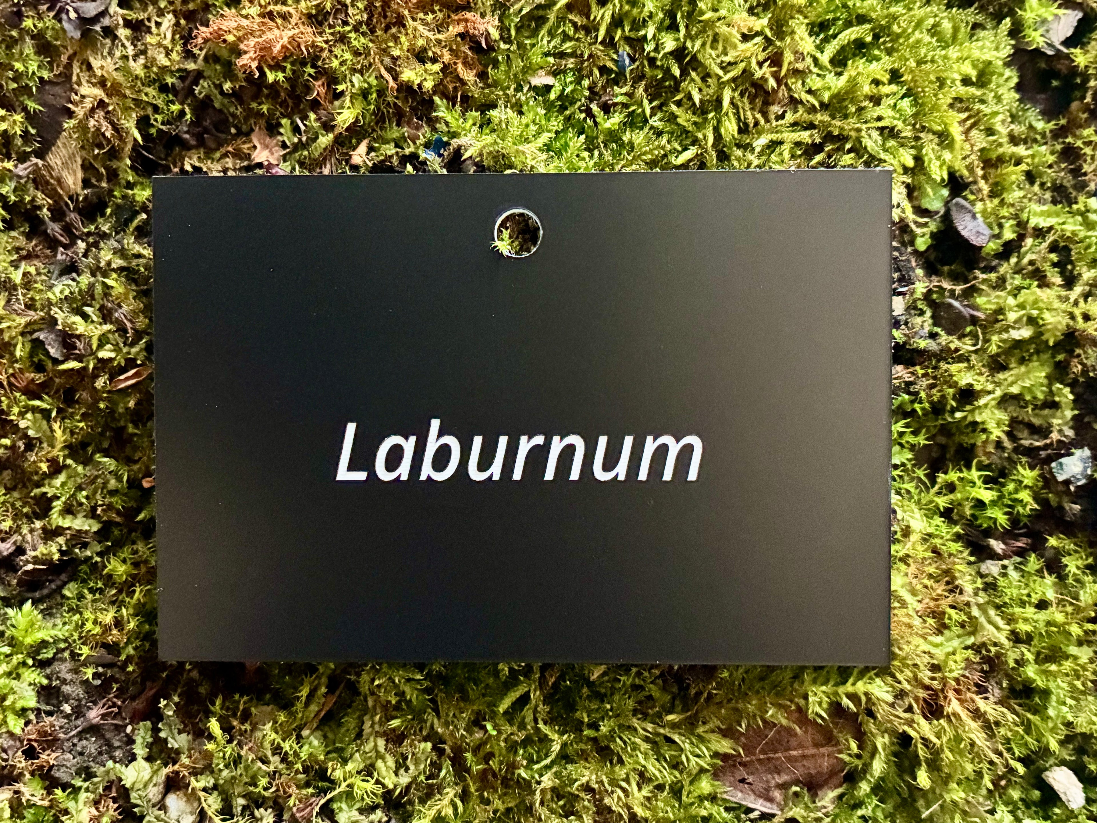 Laburnum - Plant label
