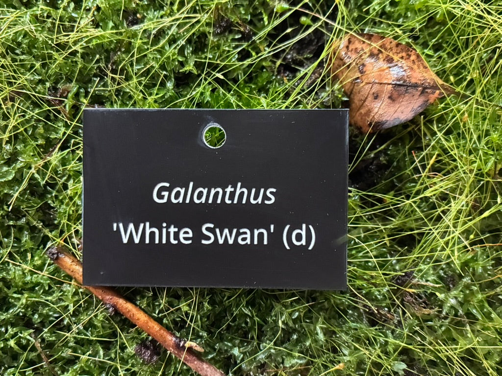 Galanthus 'White Swan' (d) - Plant label