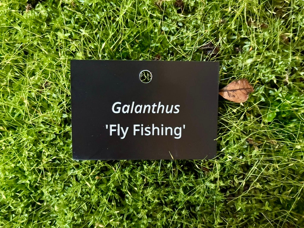 Galanthus 'Fly Fishing' - Plant label