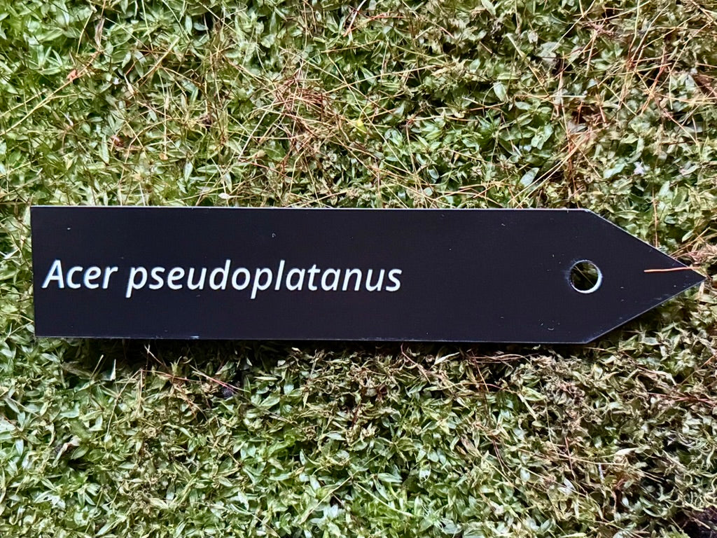 Acer pseudoplatanus - Plant label