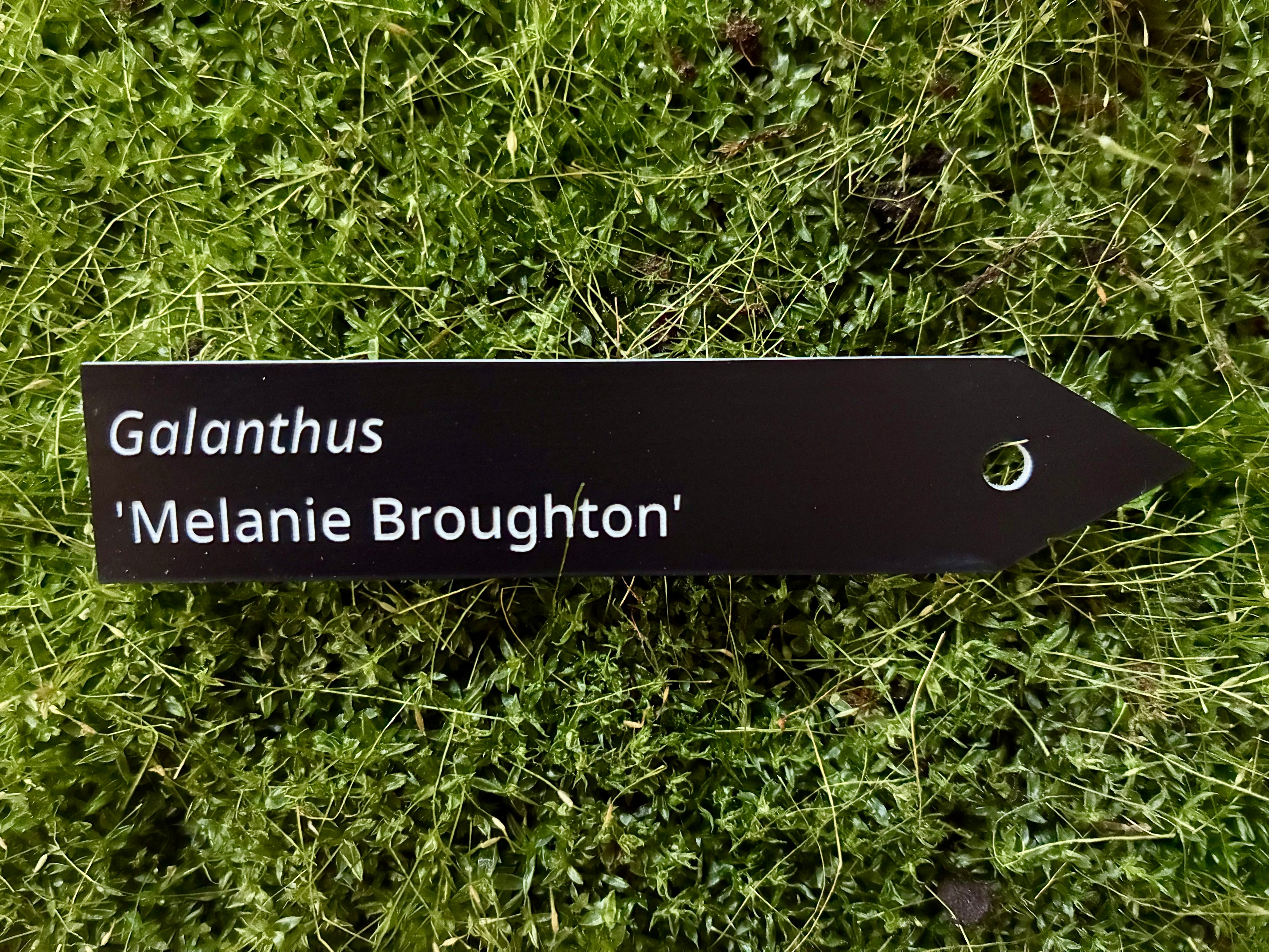 Galanthus 'Melanie Broughton' - Plant label