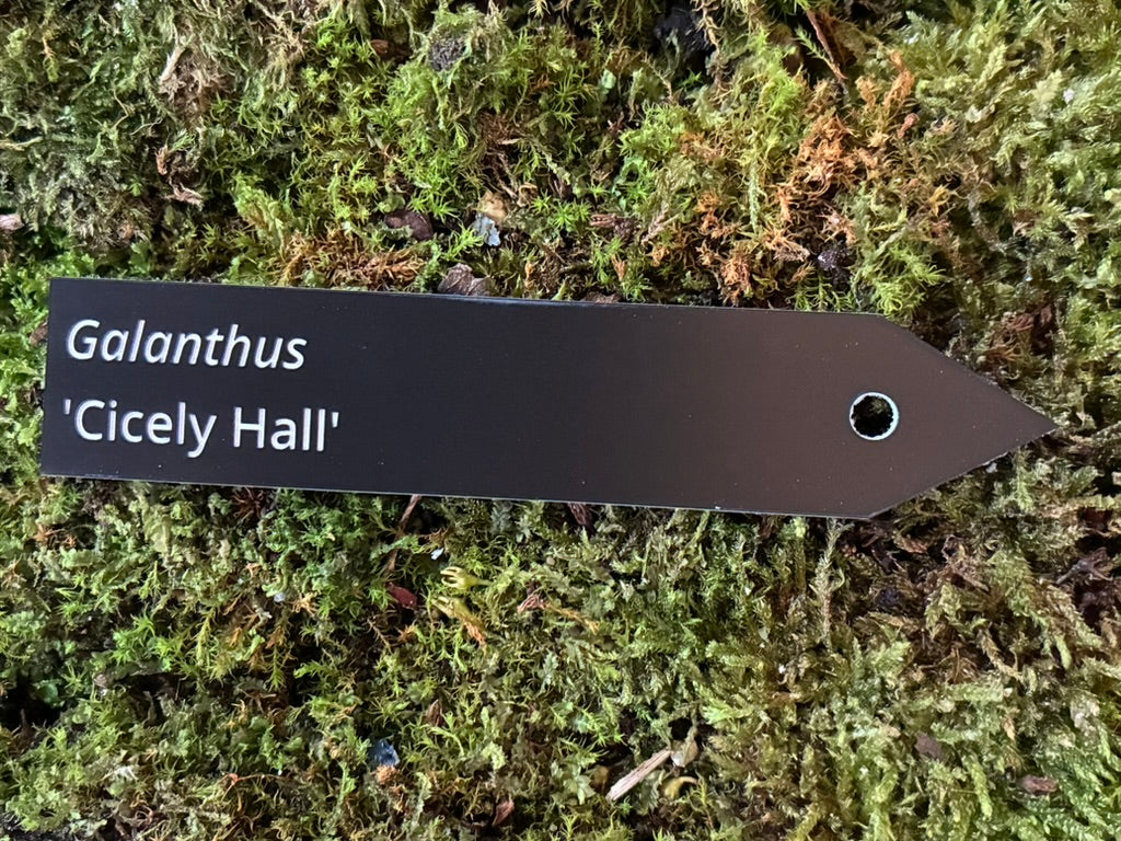 Galanthus 'Cicely Hall' - Plant label