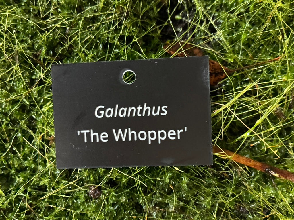 Galanthus 'The Whopper' - Plant label