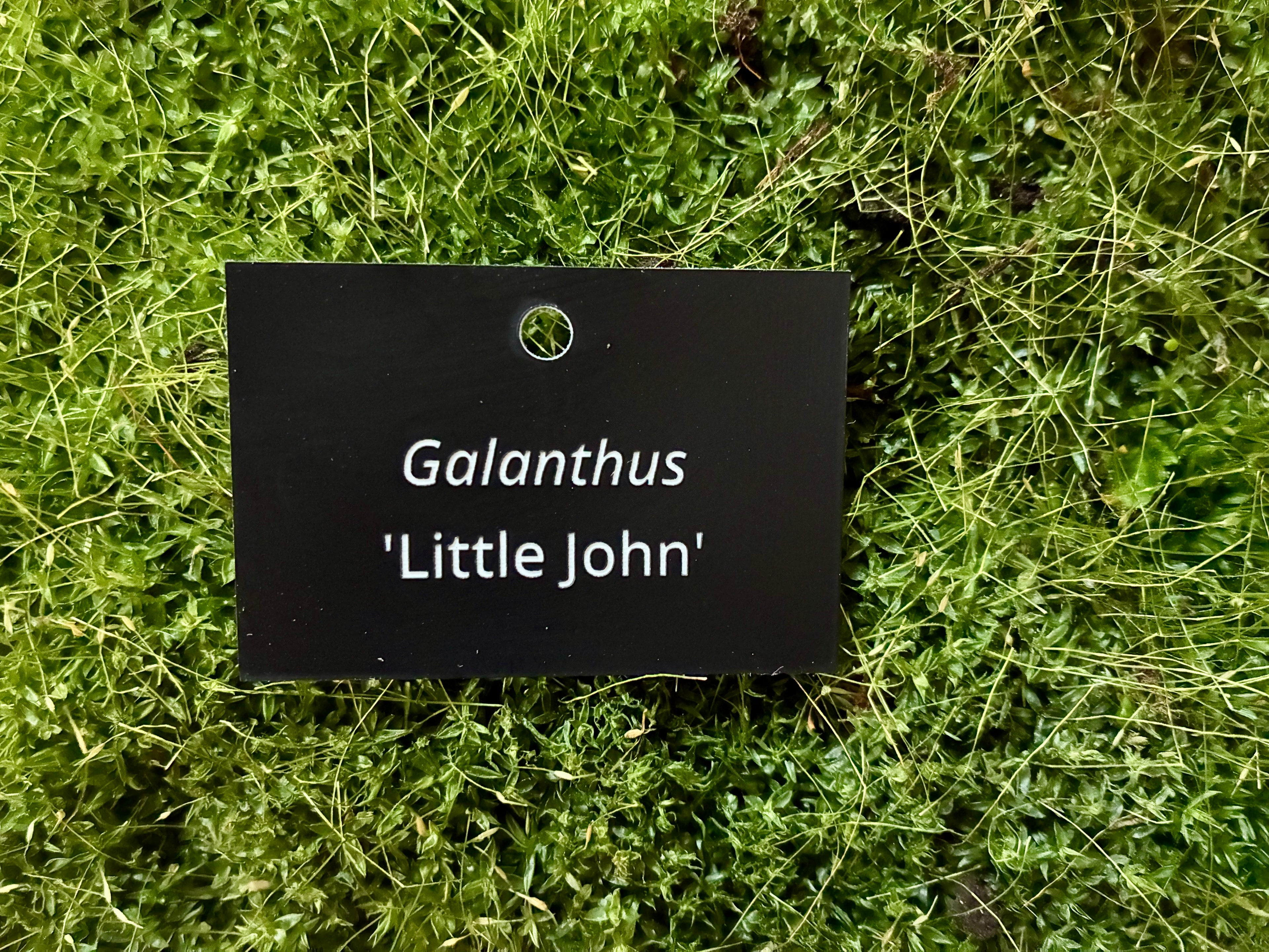 Galanthus 'Little John' - Plant label