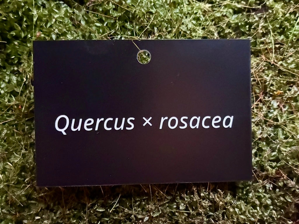 Quercus × rosacea - Plant label