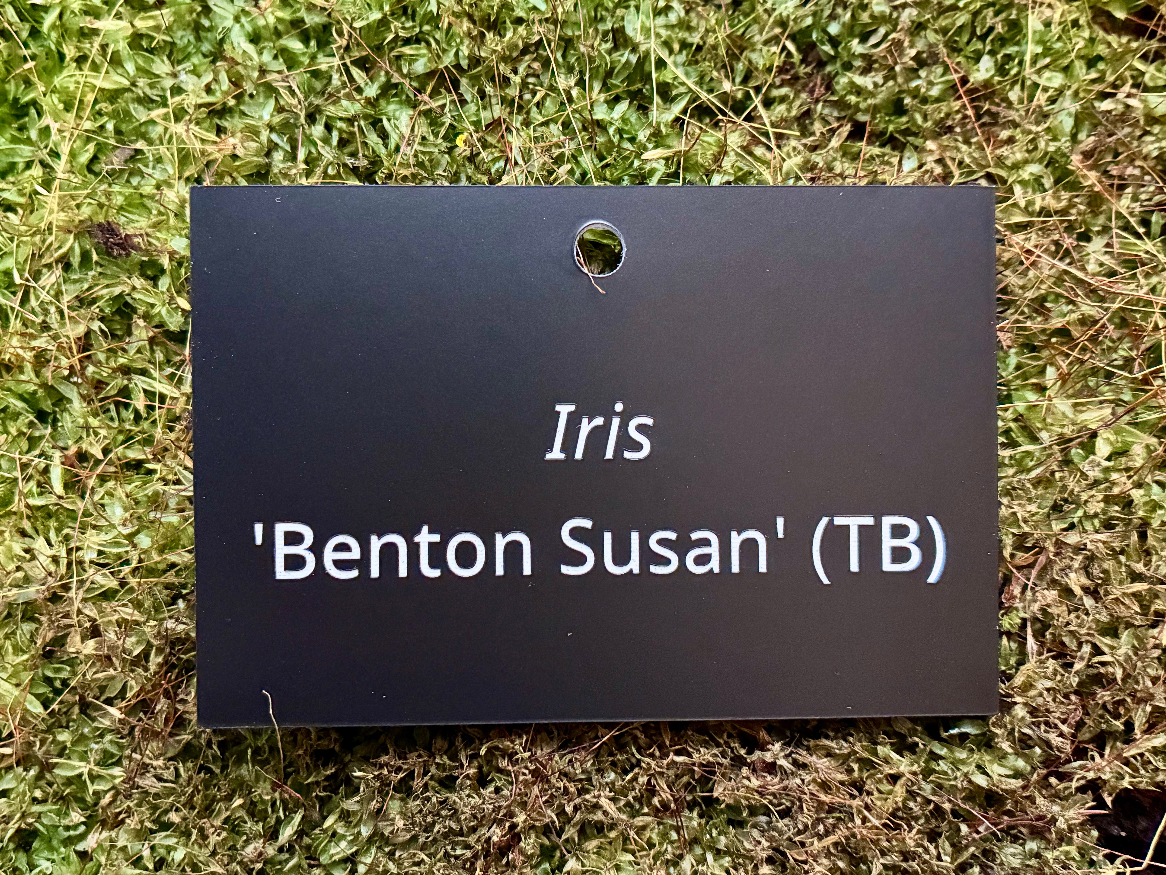 Iris 'Benton Susan' (TB) - Plant label