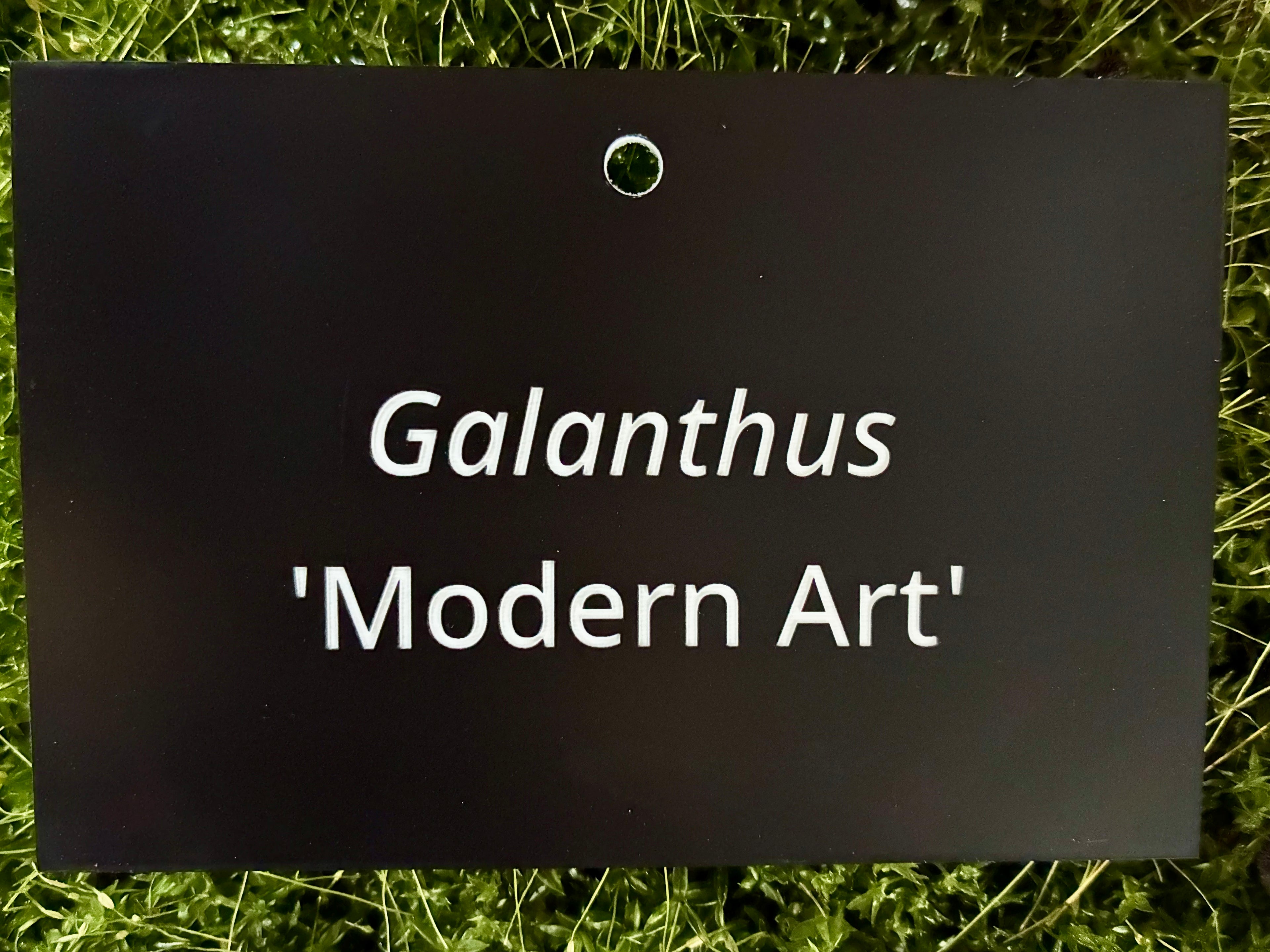 Galanthus 'Modern Art' - Plant label
