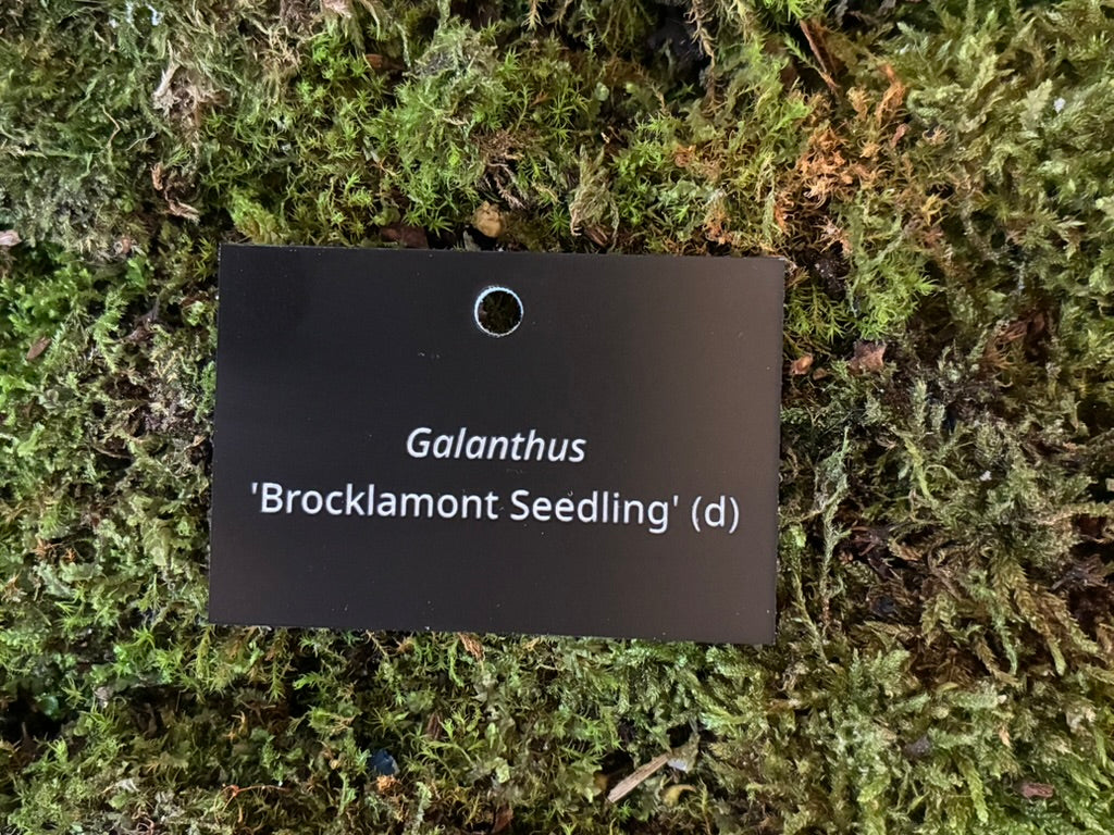Galanthus 'Brocklamont Seedling' (d) - Plant label