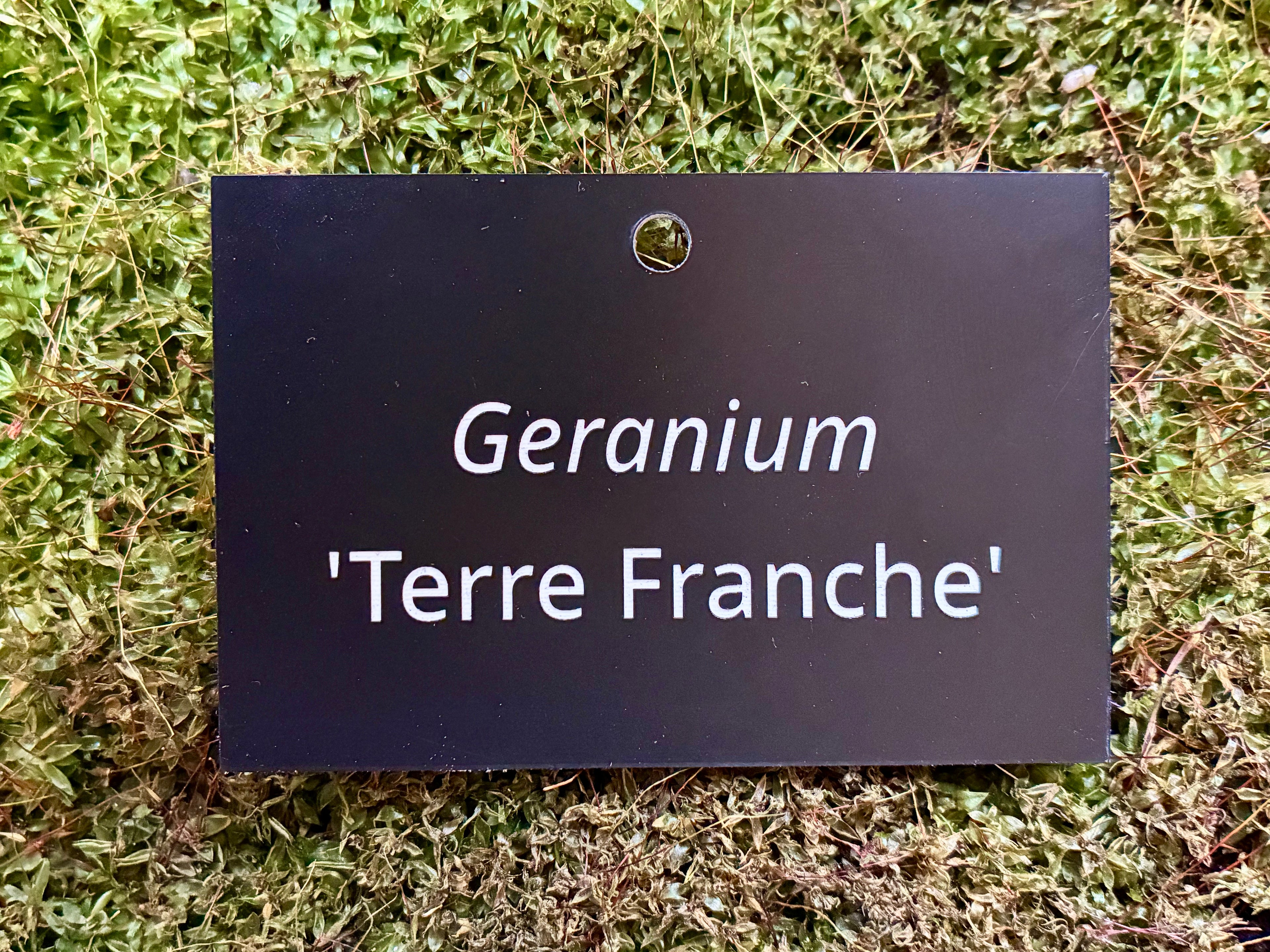 Geranium 'Terre Franche' - Plant label