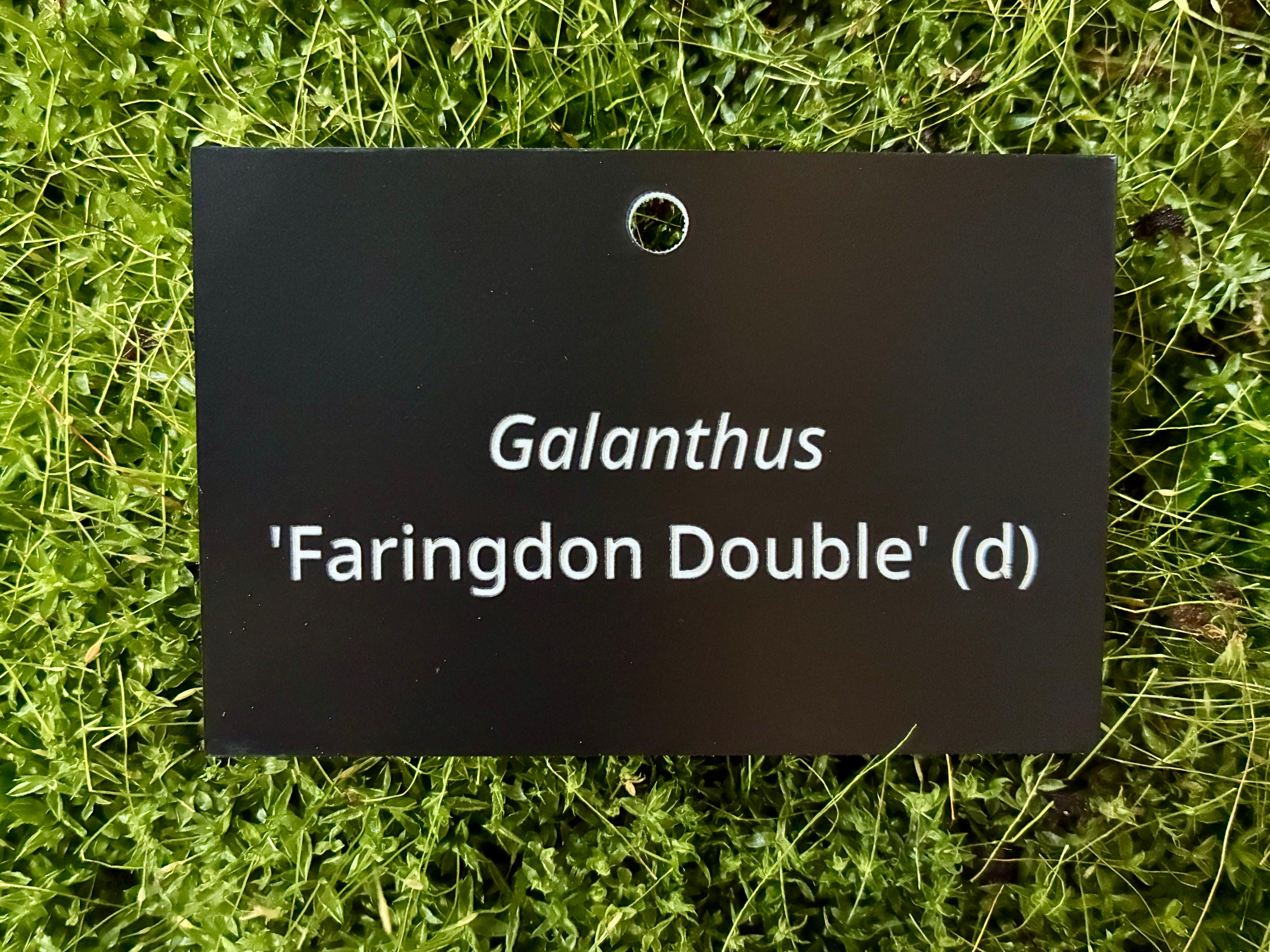Galanthus 'Faringdon Double' (d) - Plant label