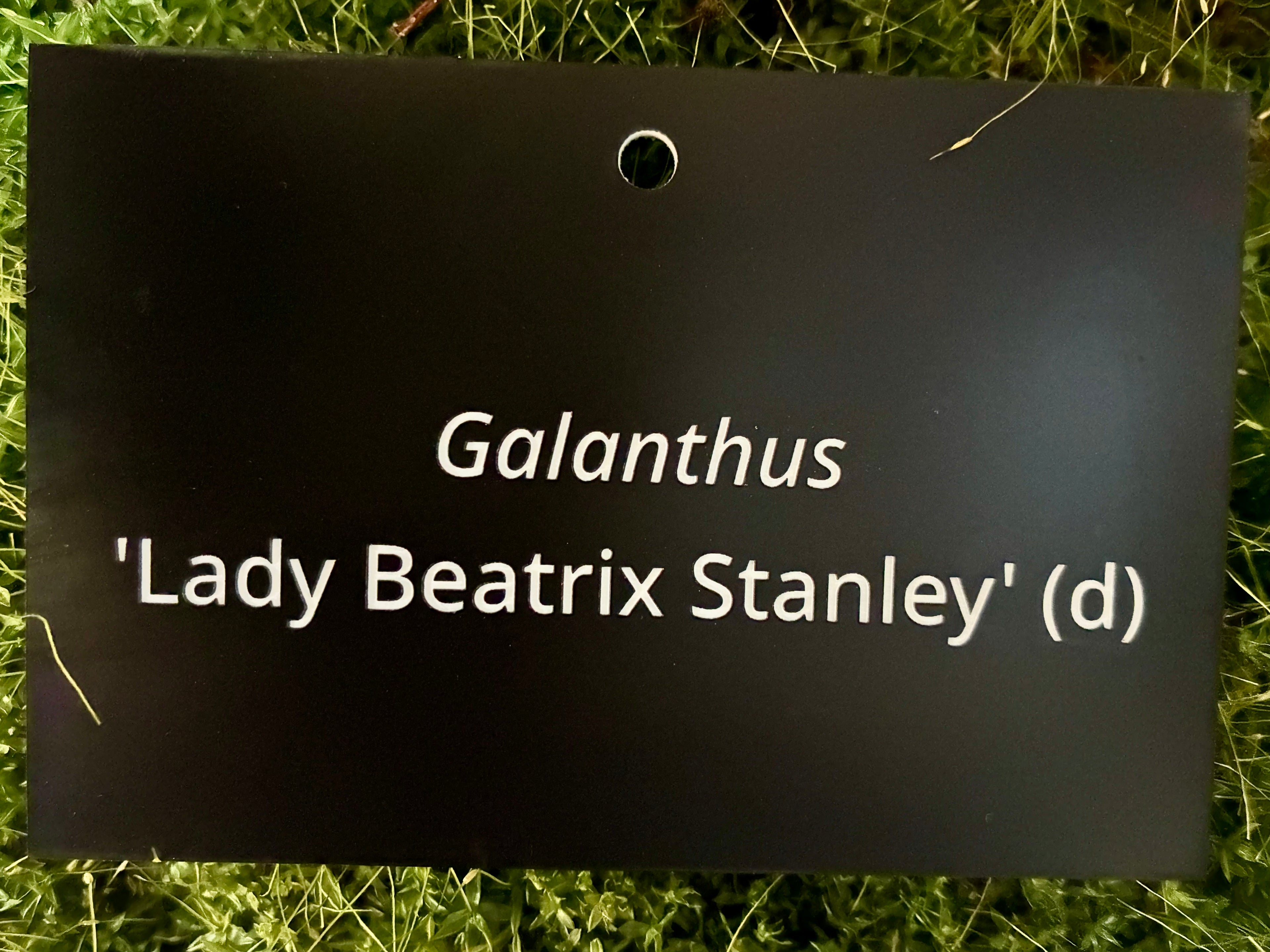 Galanthus 'Lady Beatrix Stanley' (d) - Plant label