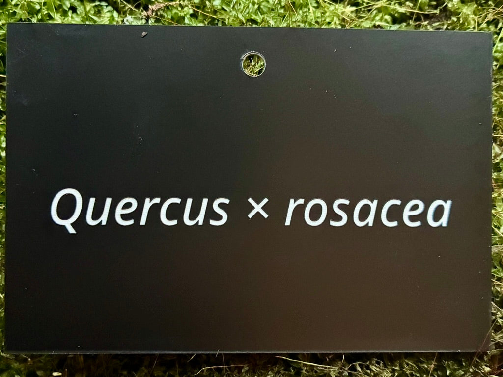 Quercus × rosacea - Plant label