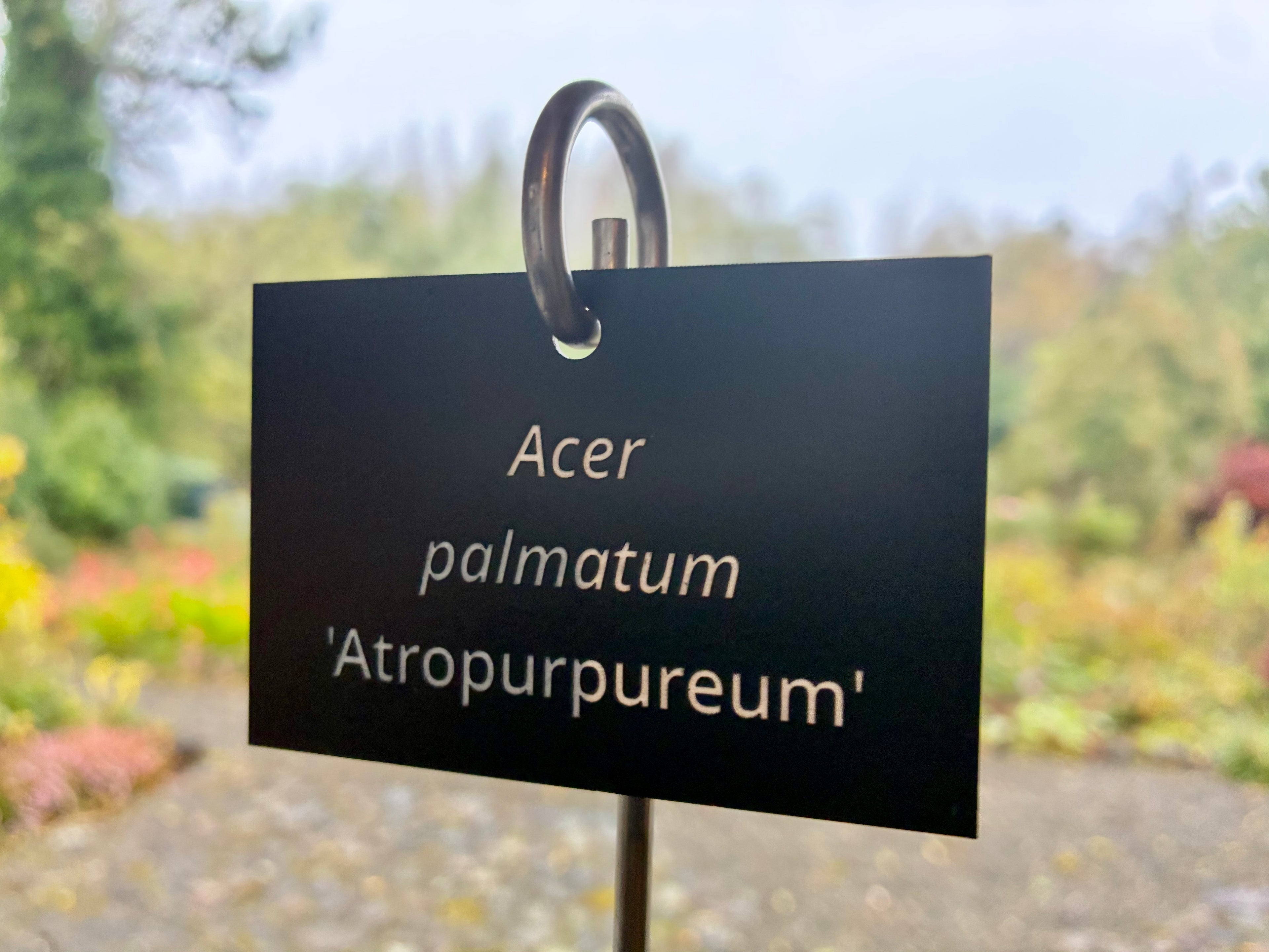Acer palmatum 'Atropurpureum' - Plant label
