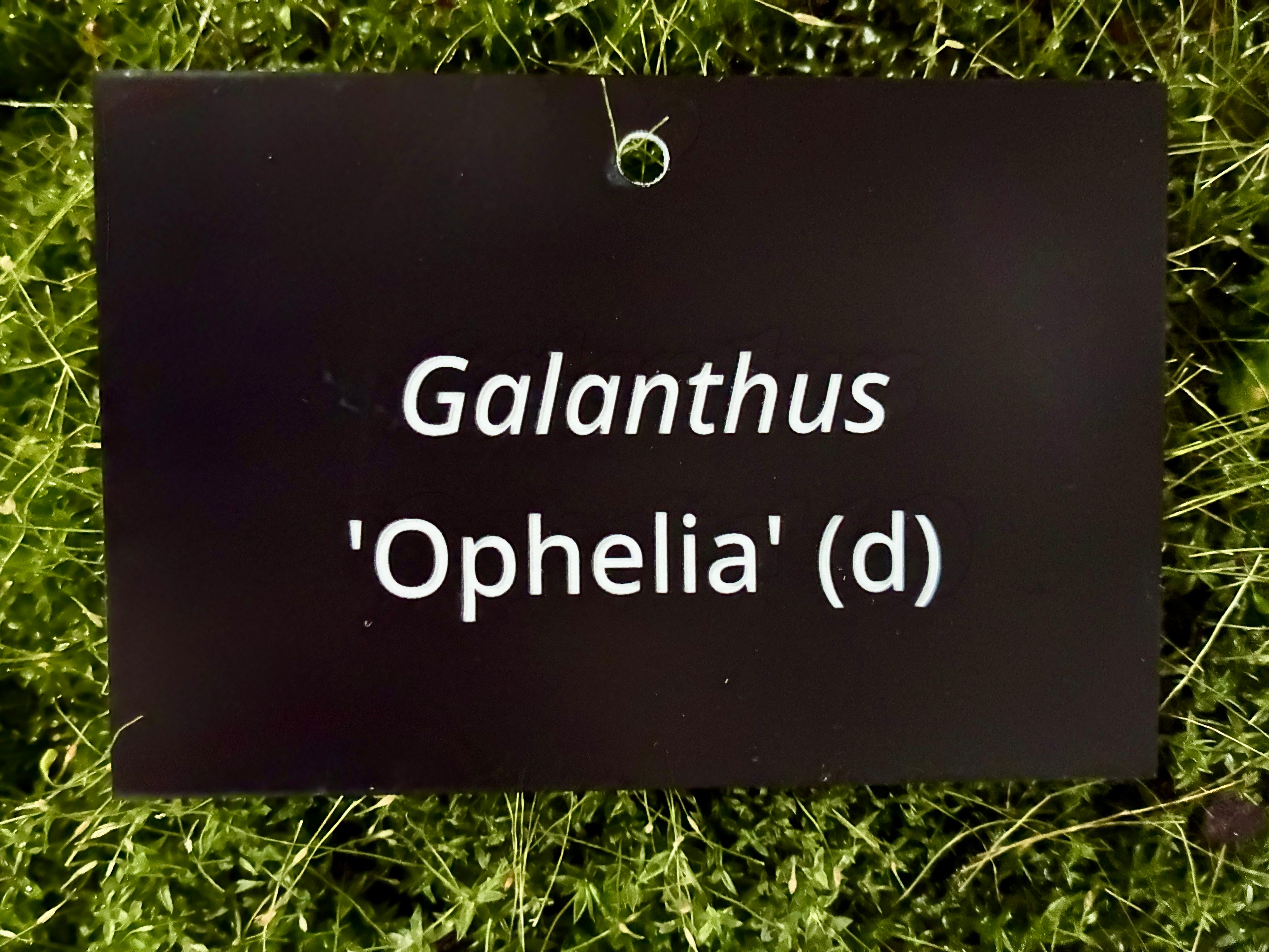 Galanthus 'Ophelia' (d) - Plant label