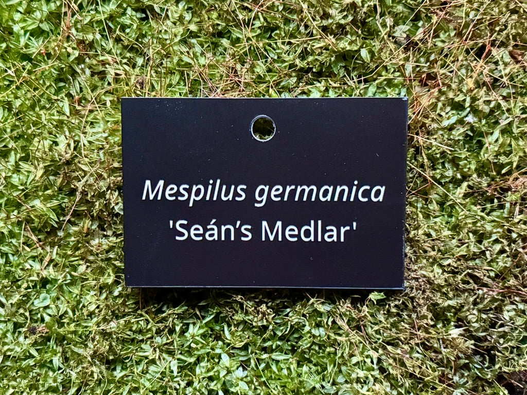 Mespilus germanica 'Seán’s Medlar' - Plant label