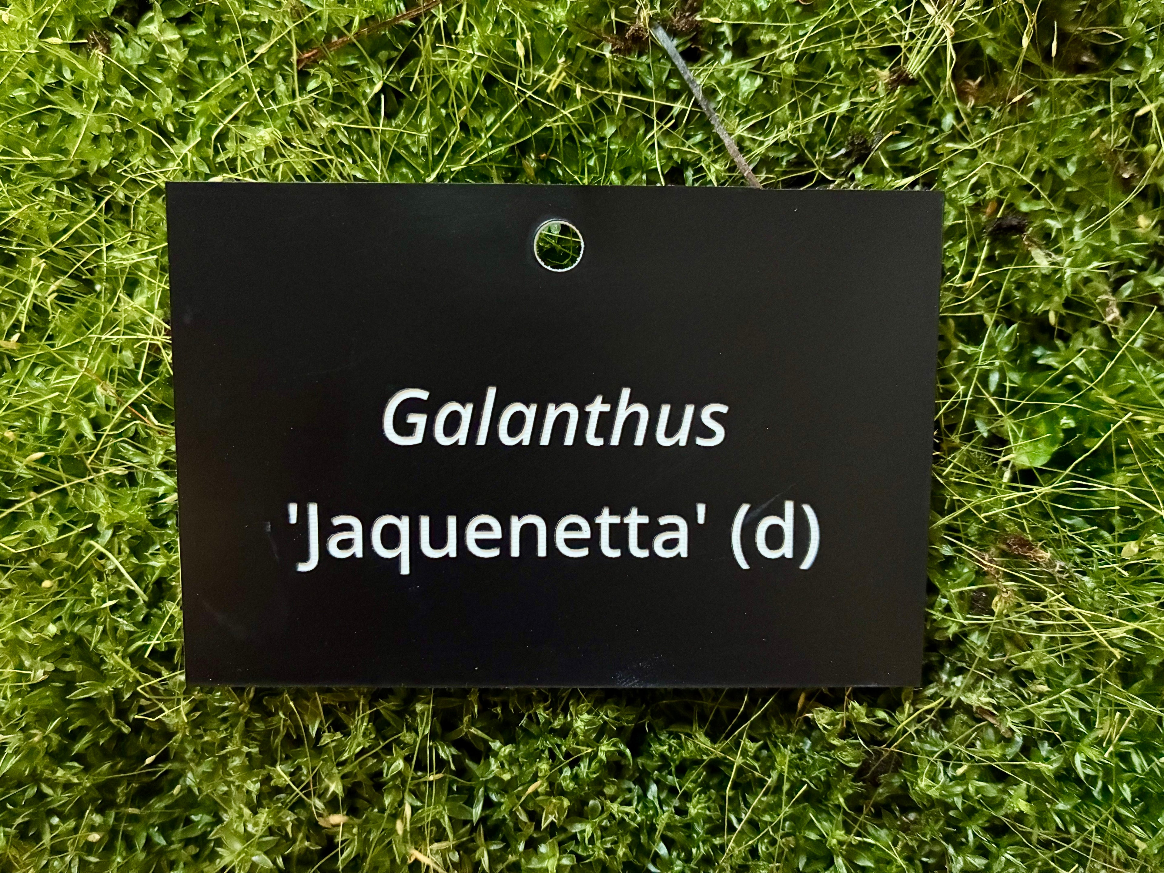Galanthus 'Jaquenetta' (d) - Plant label