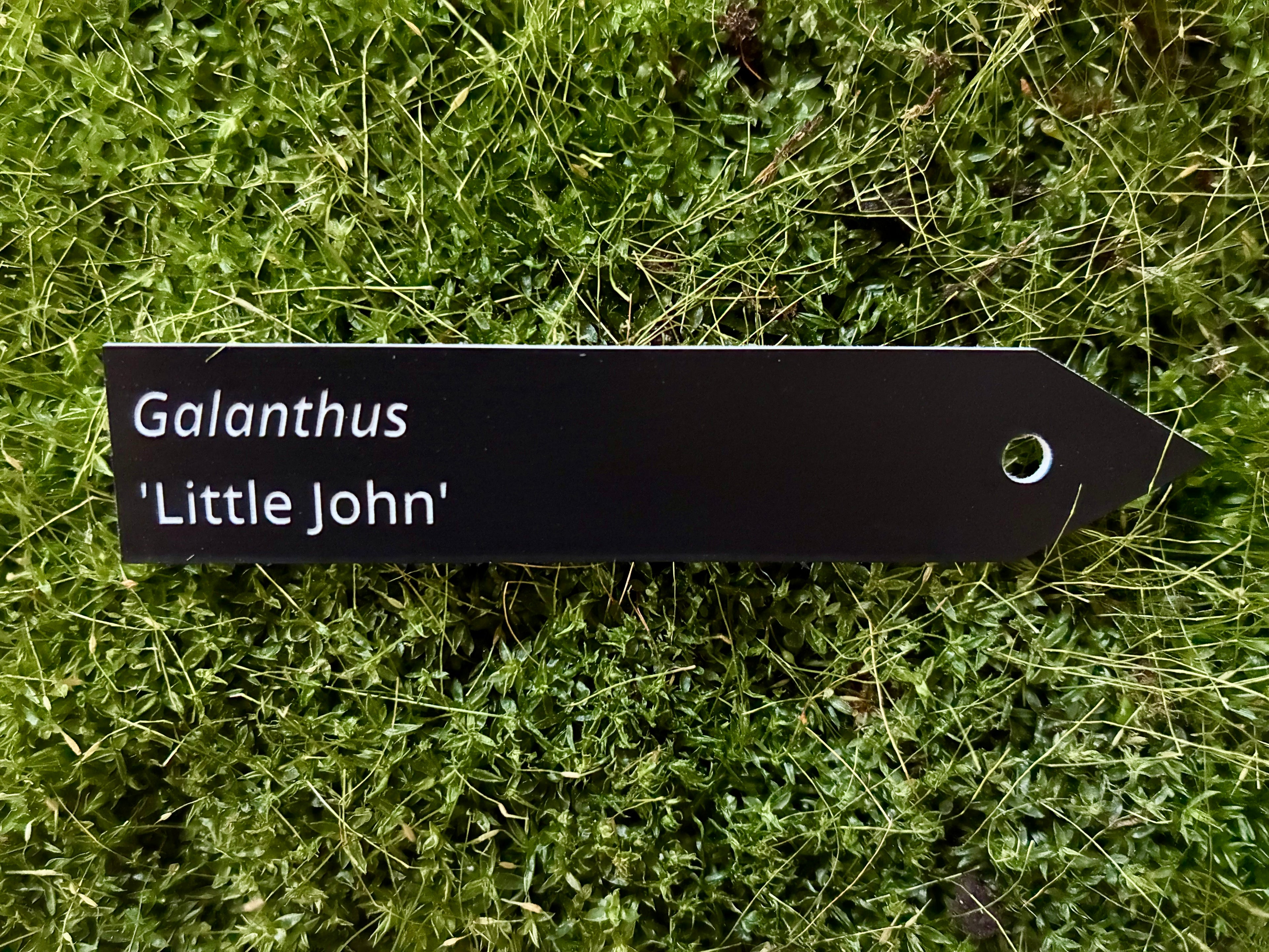Galanthus 'Little John' - Plant label
