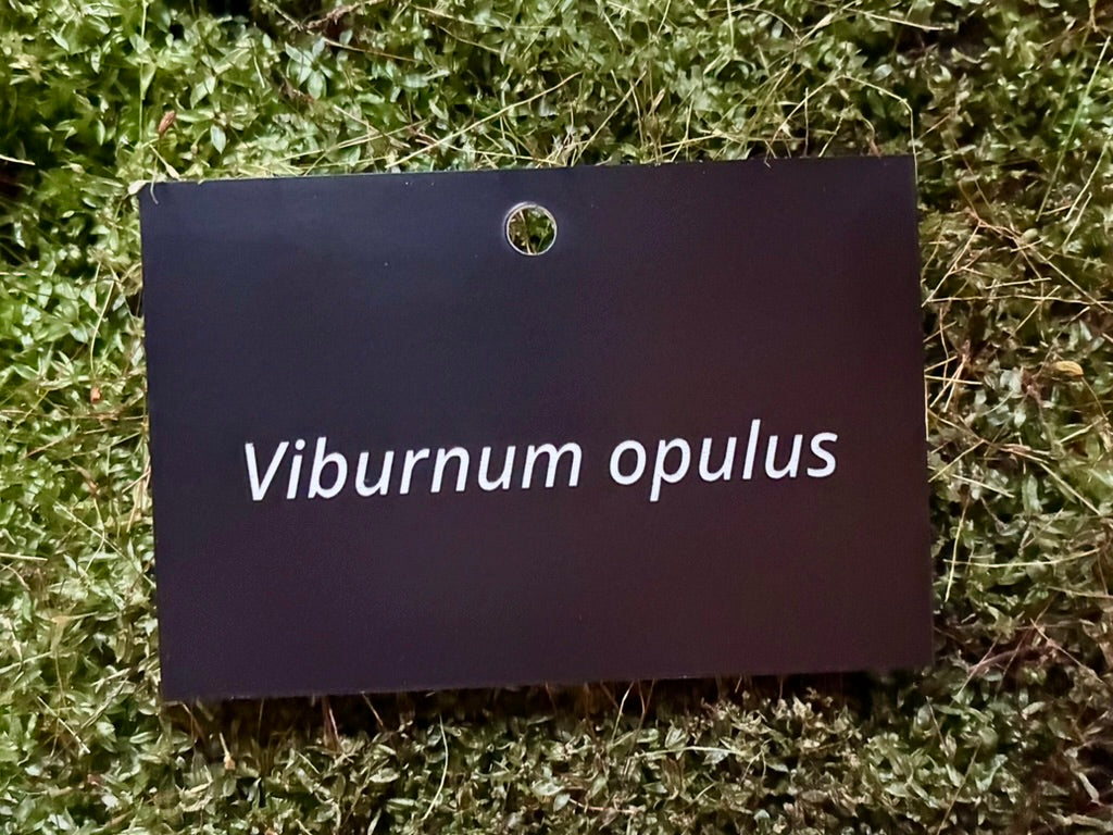 Viburnum opulus - Plant label