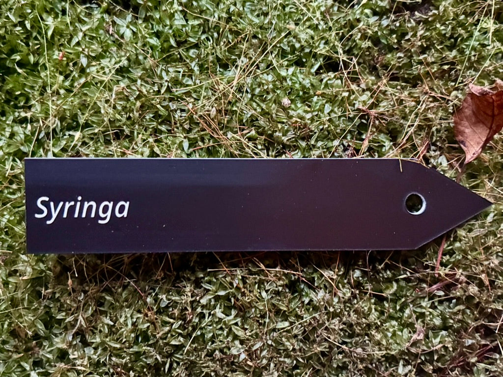 Syringa - Plant label