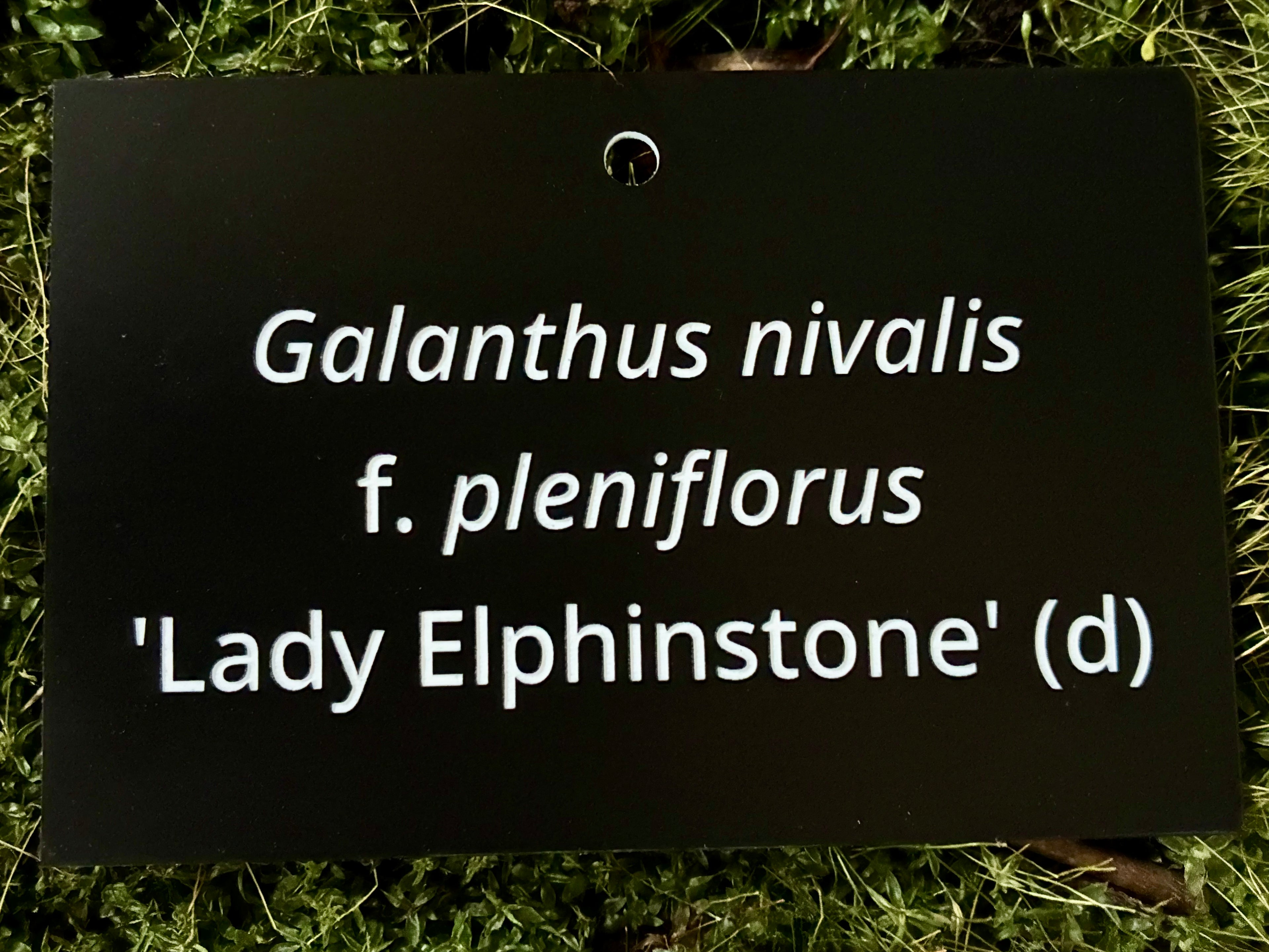 Galanthus nivalis f. pleniflorus 'Lady Elphinstone' (d) - Plant label