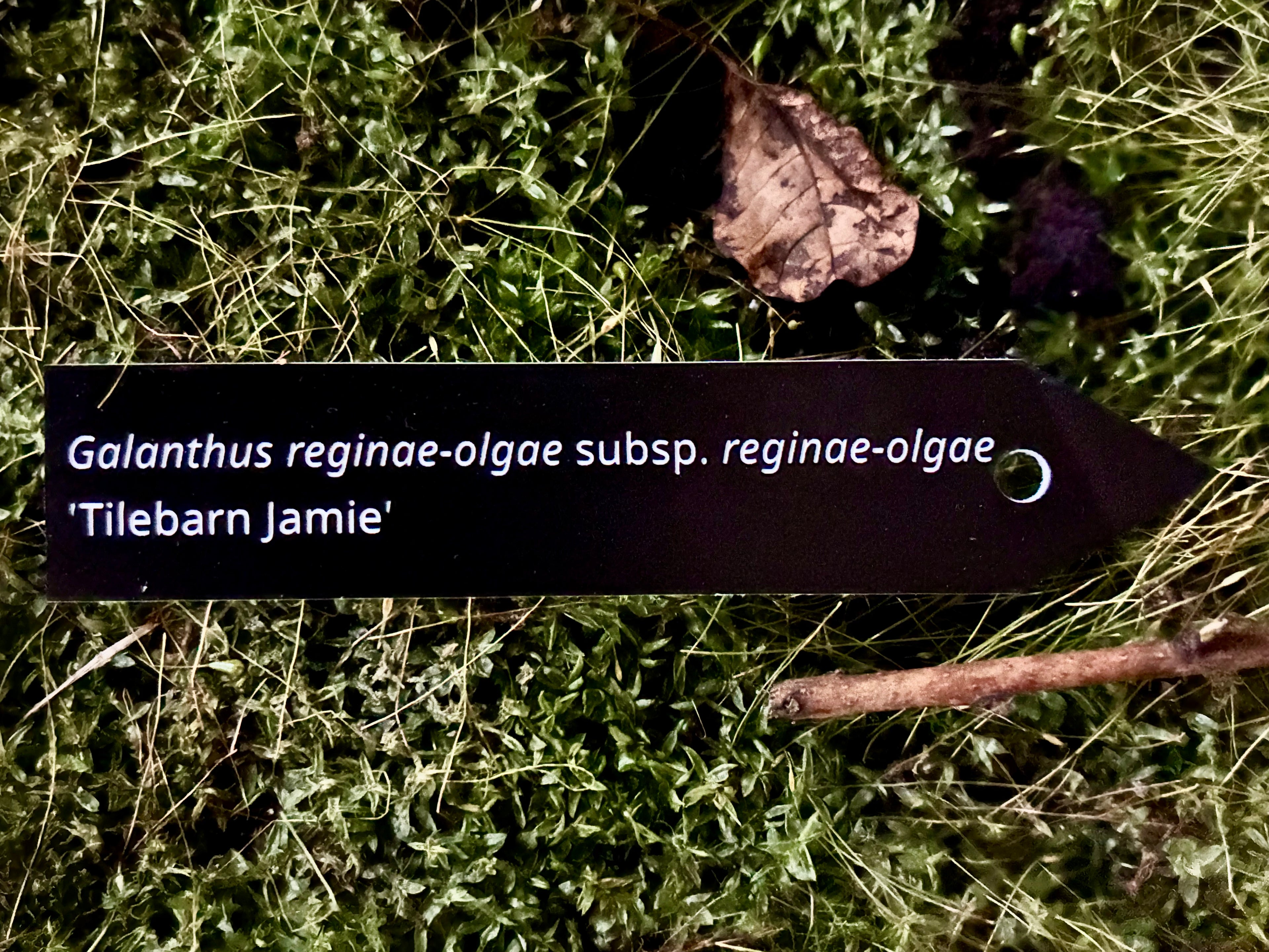 Galanthus reginae-olgae subsp. reginae-olgae 'Tilebarn Jamie' - Plant label
