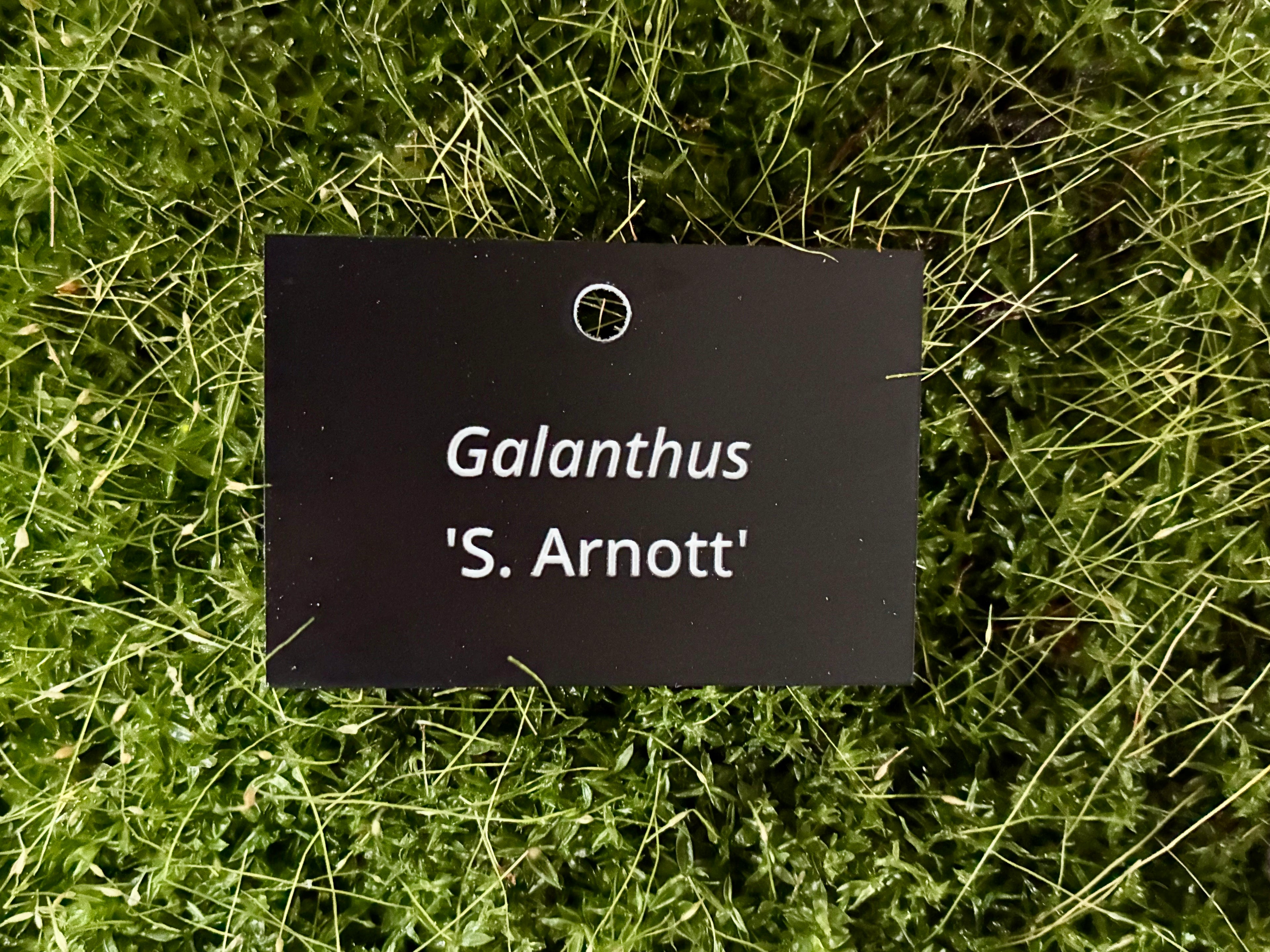 Galanthus 'S. Arnott' - Plant label