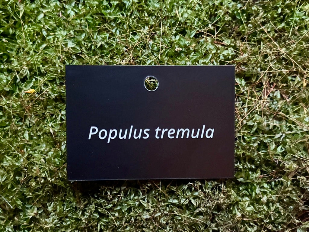 Populus tremula - Plant label