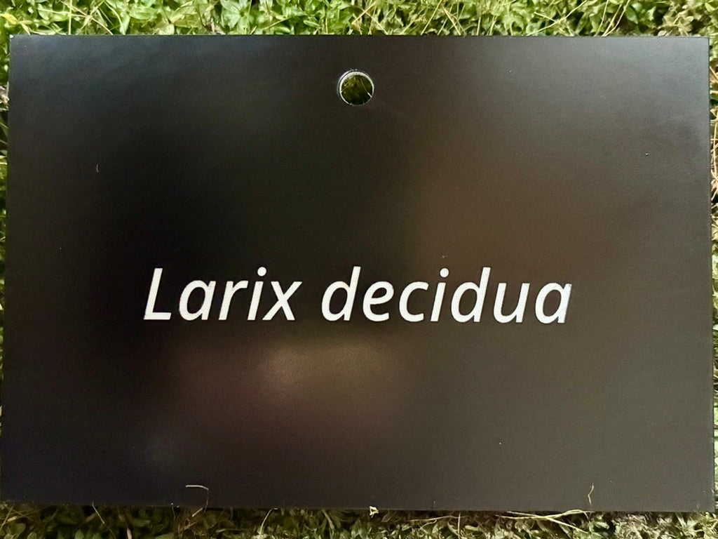 Larix decidua - Plant label