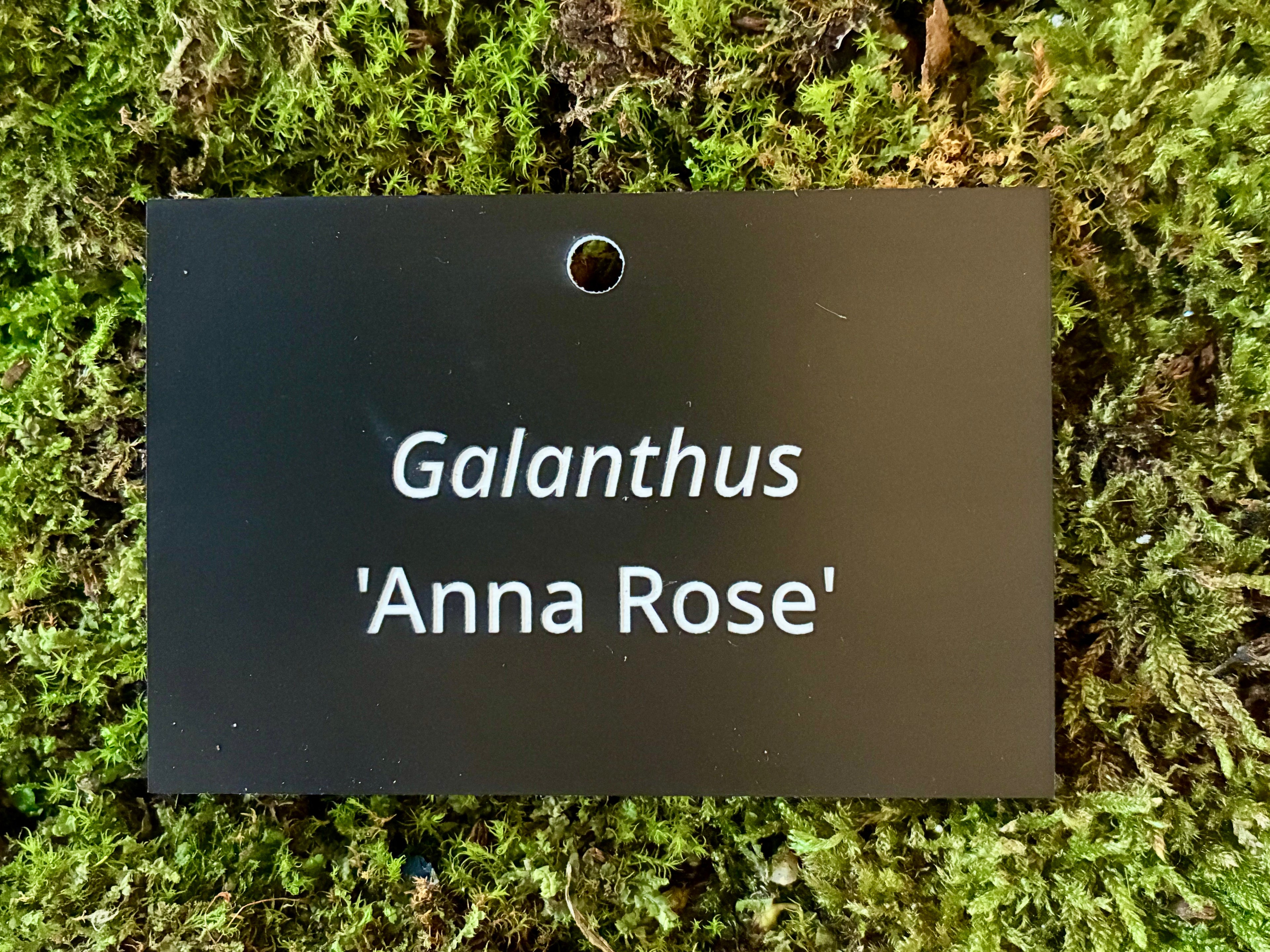 Galanthus 'Anna Rose' - Plant label