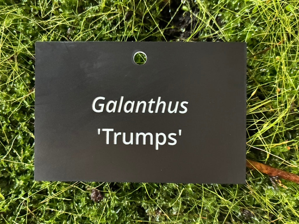 Galanthus 'Trumps' - Plant label