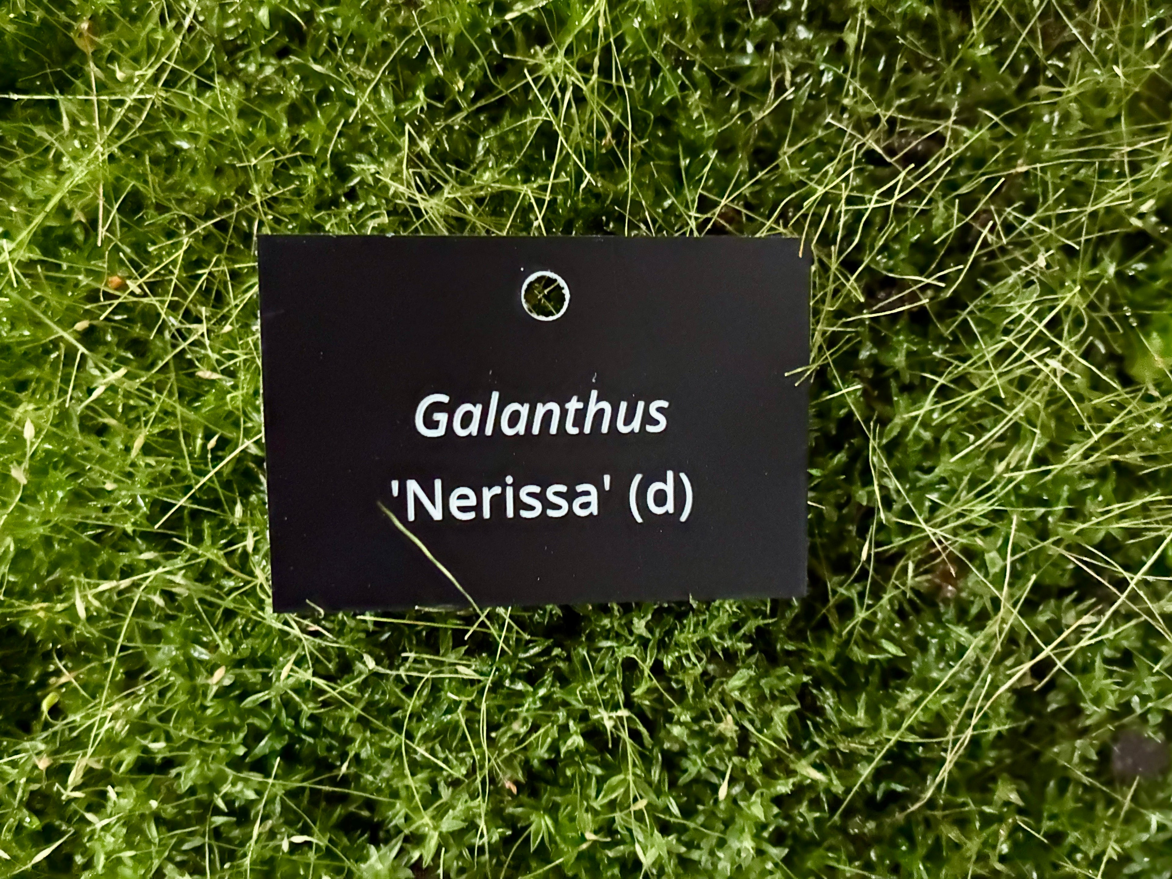 Galanthus 'Nerissa' (d) - Plant label