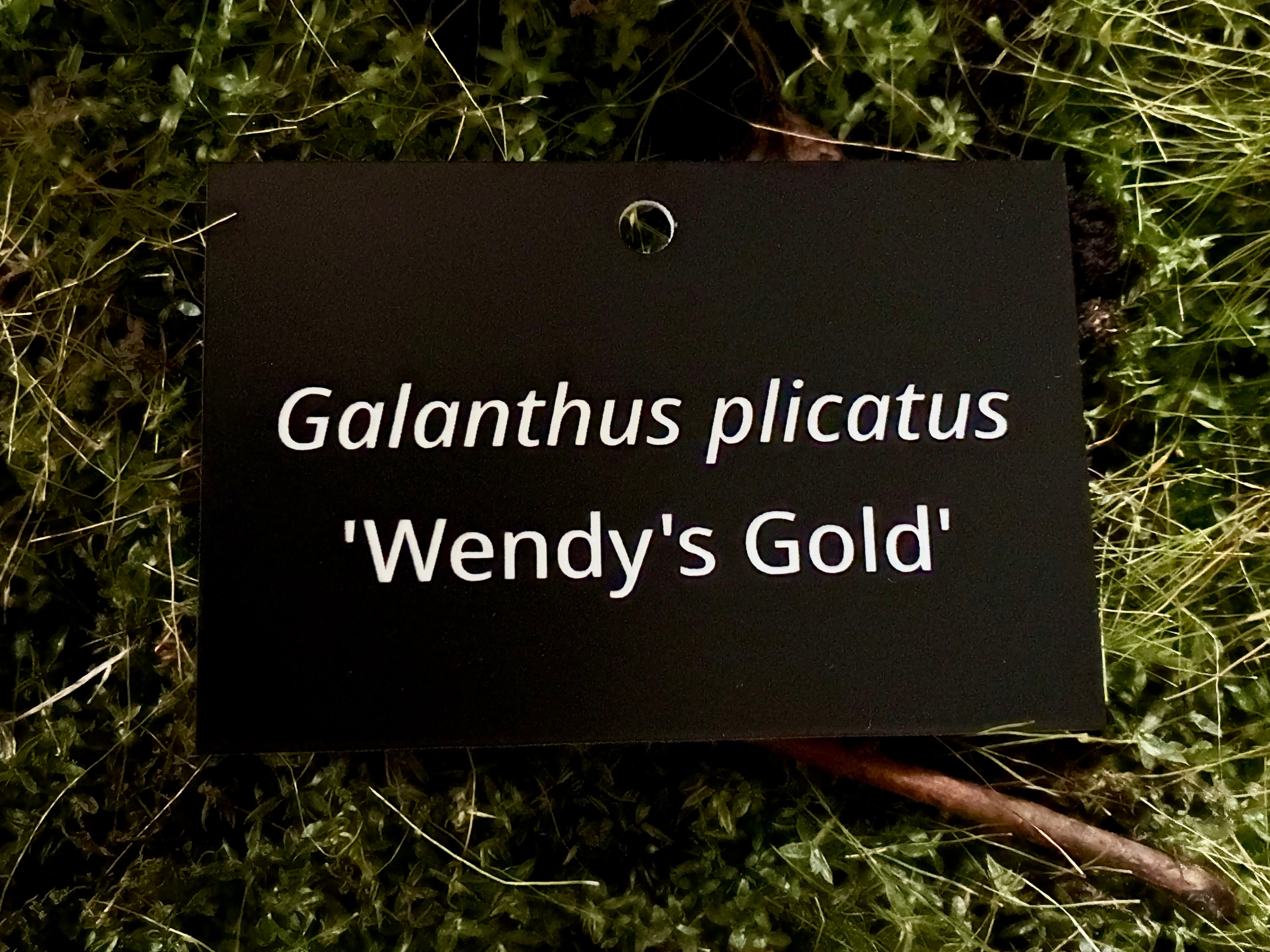 Galanthus plicatus 'Wendy's Gold' - Plant label