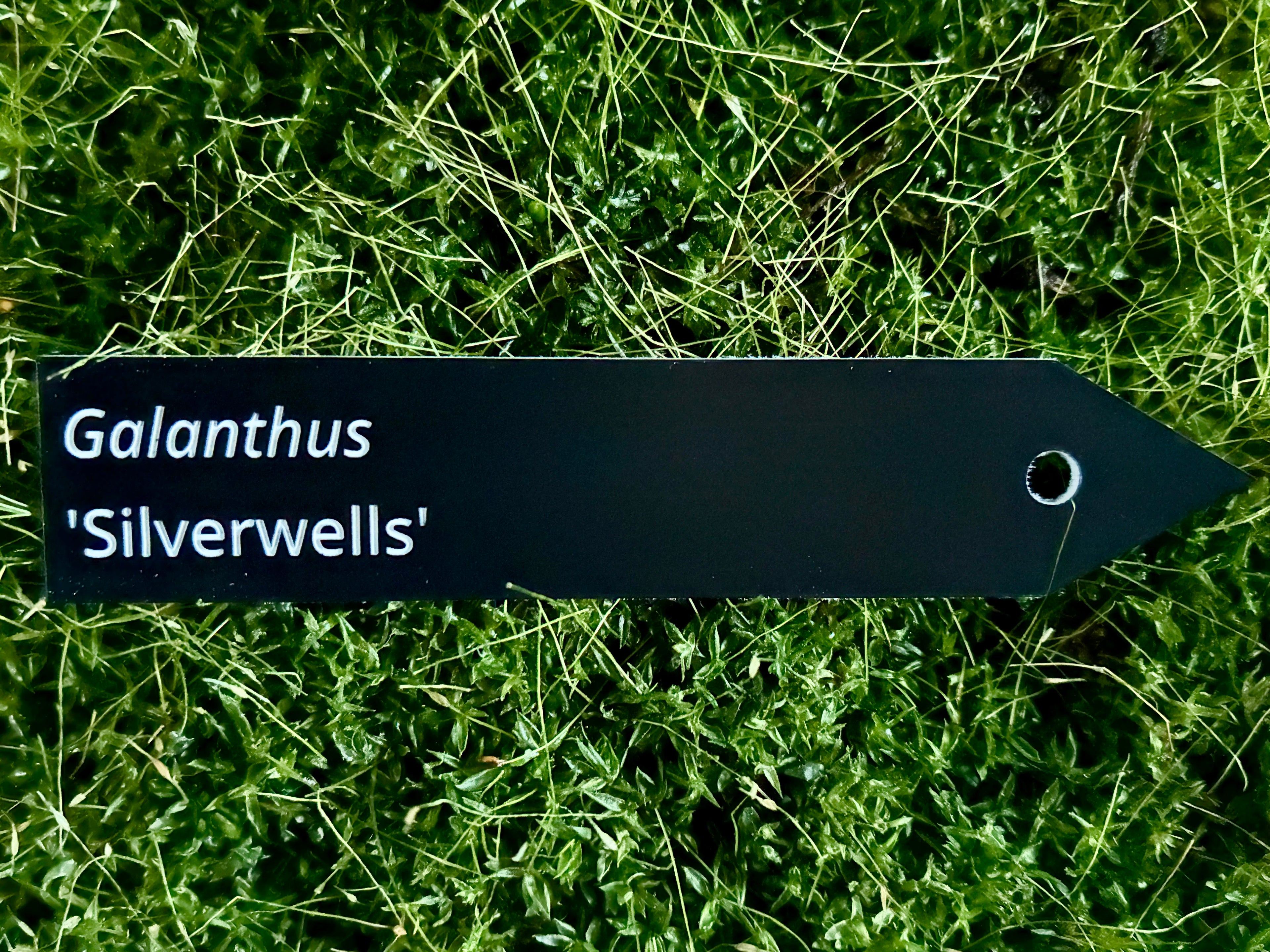 Galanthus 'Silverwells' - Plant label