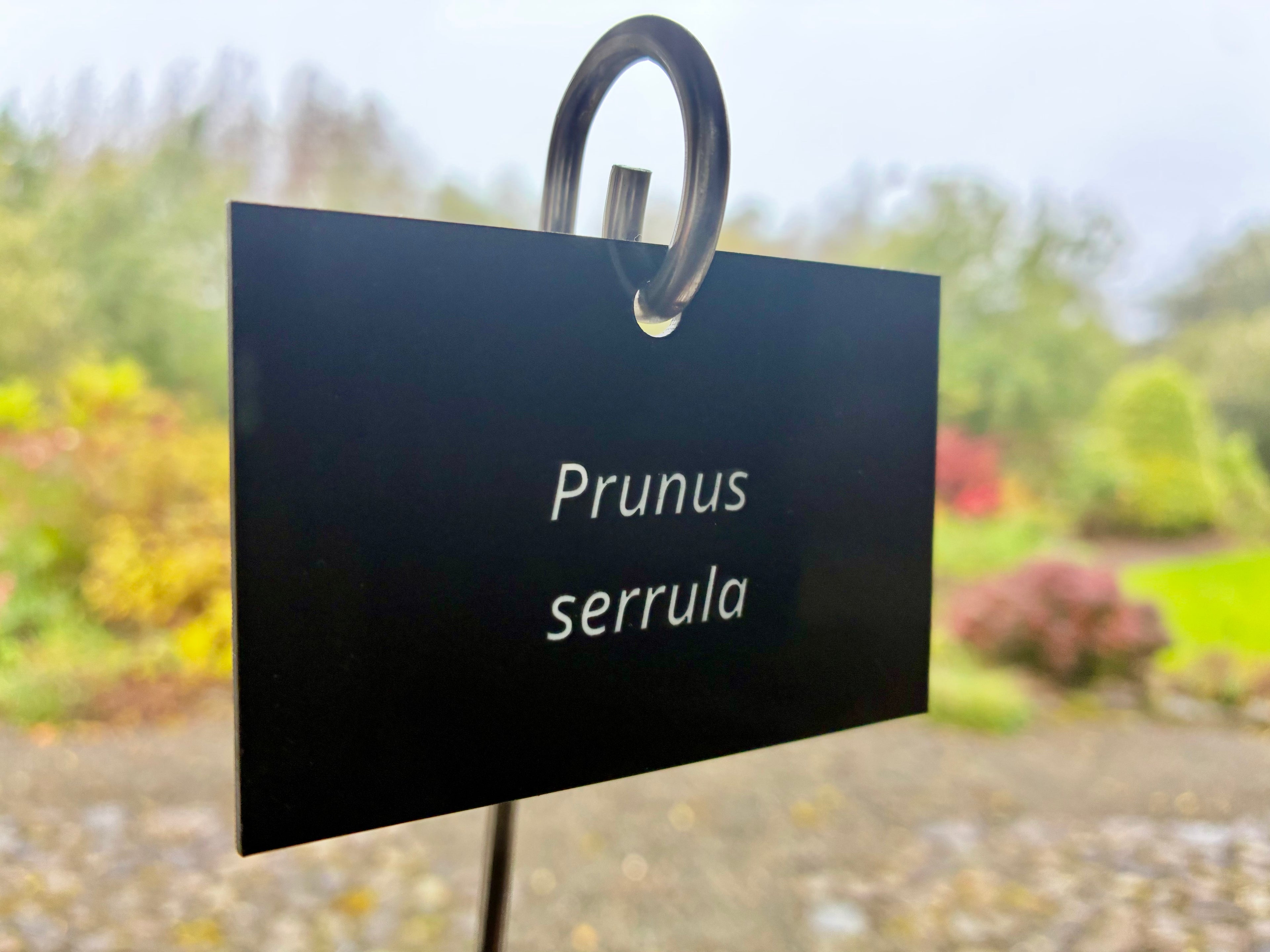 Prunus serrula - Plant label
