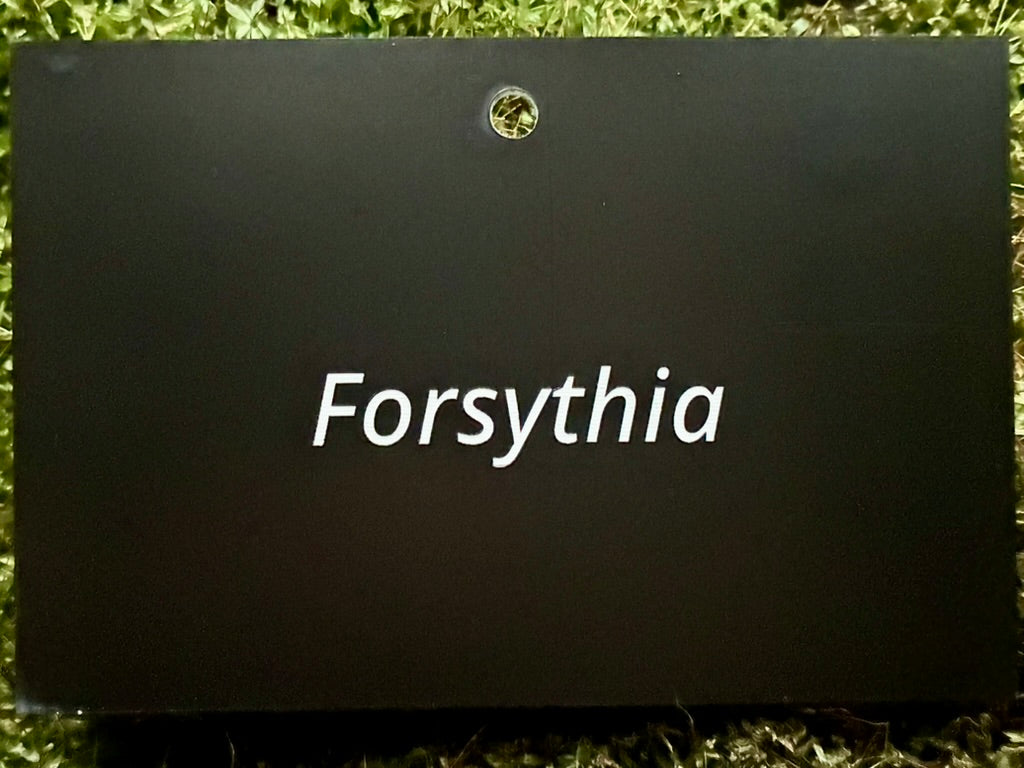 Forsythia - Plant label