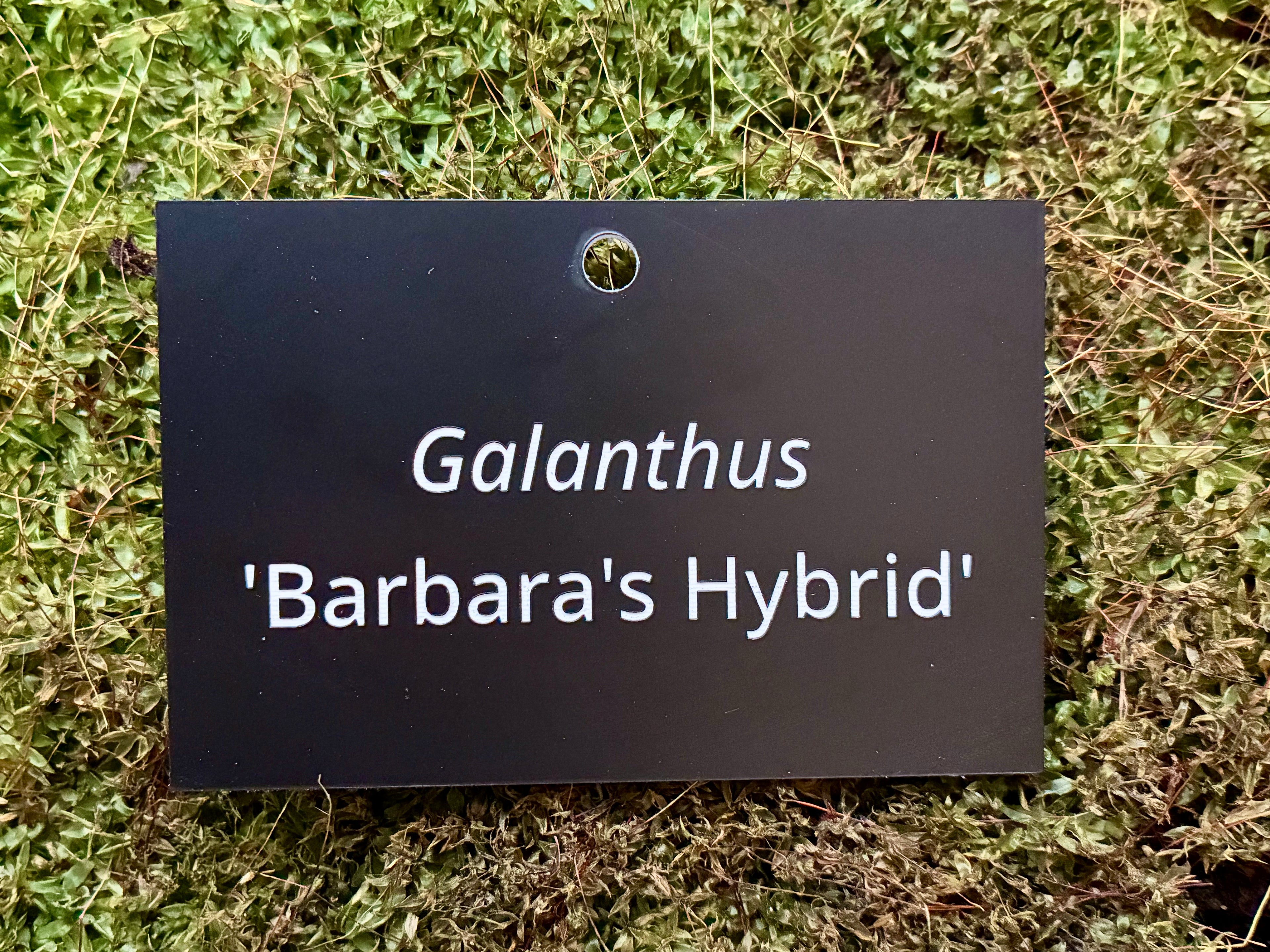 Galanthus 'Barbara's Hybrid' - Plant label