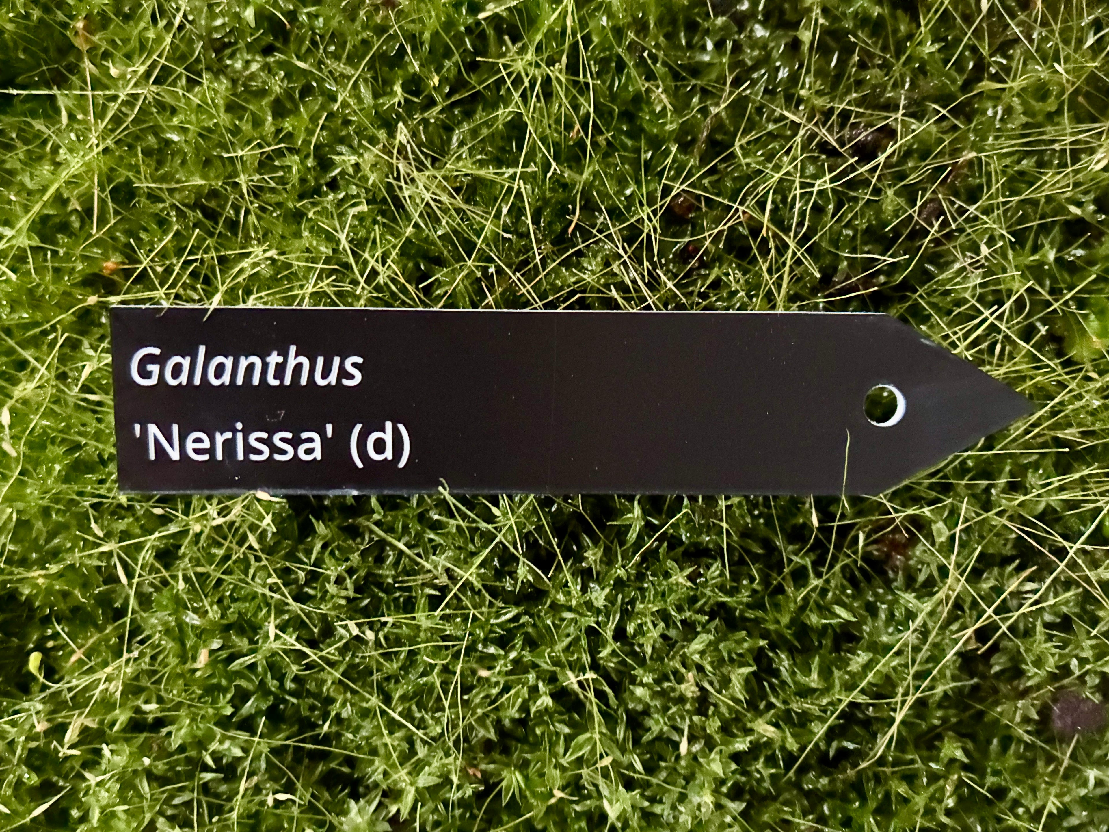 Galanthus 'Nerissa' (d) - Plant label