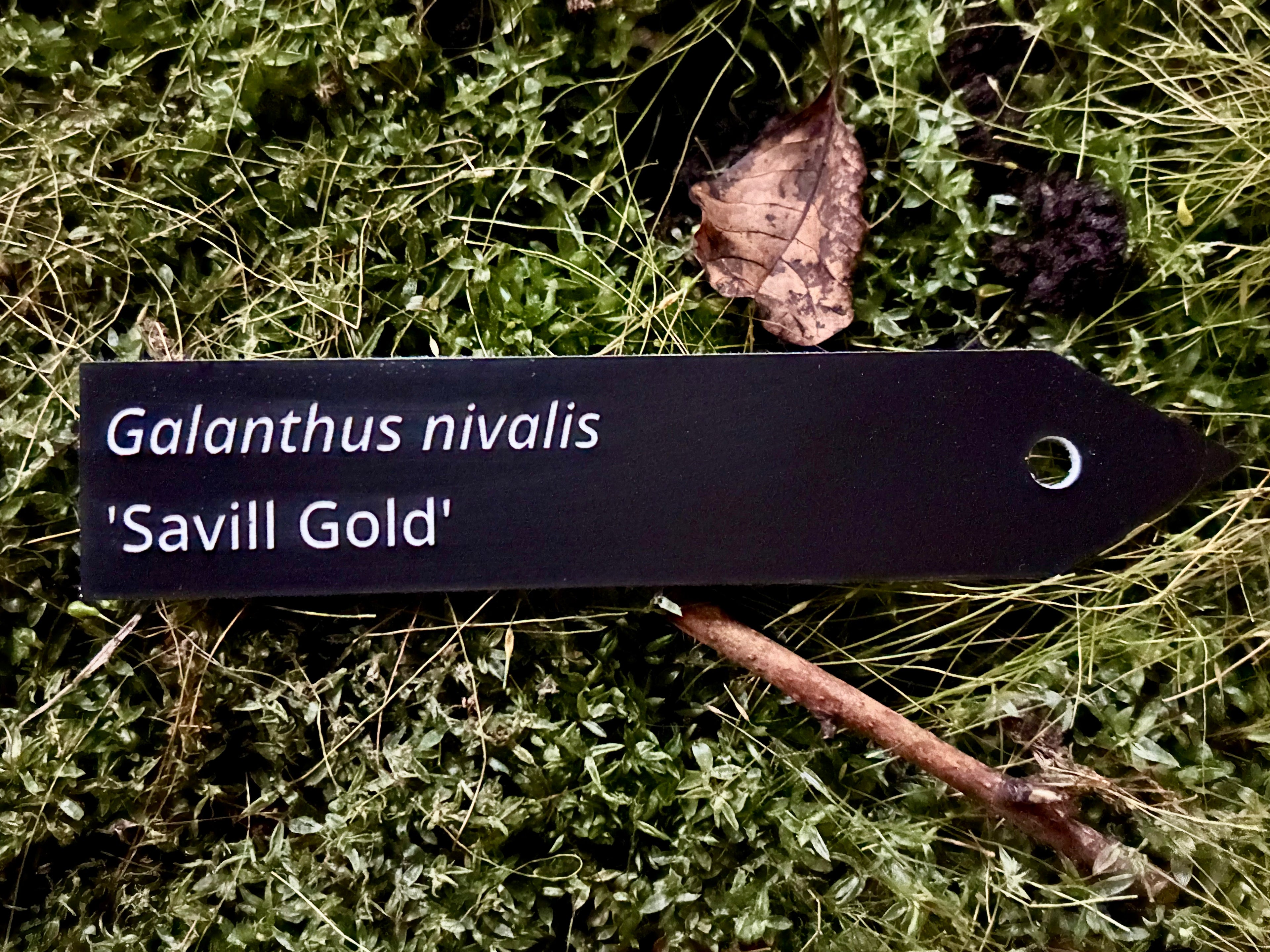 Galanthus nivalis 'Savill Gold' - Plant label