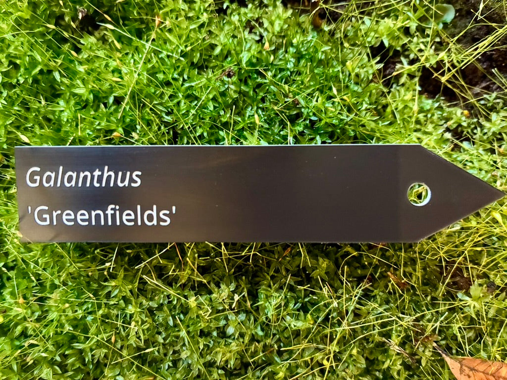 Galanthus 'Greenfields' - Plant label