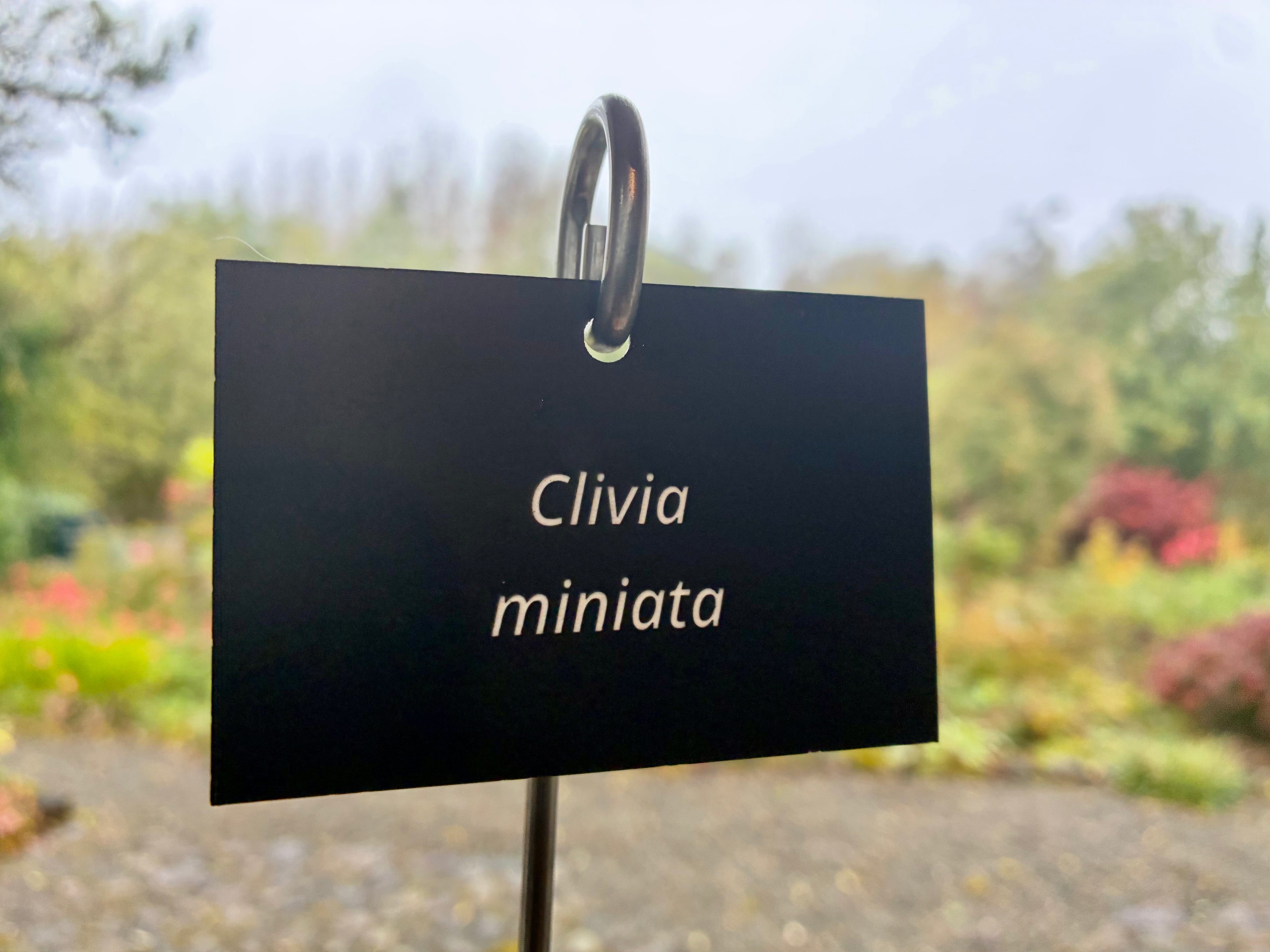 Clivia miniata - Plant label
