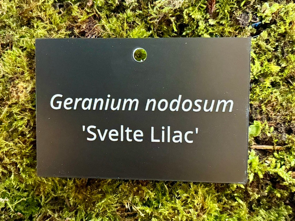 Geranium nodosum 'Svelte Lilac' - Plant label