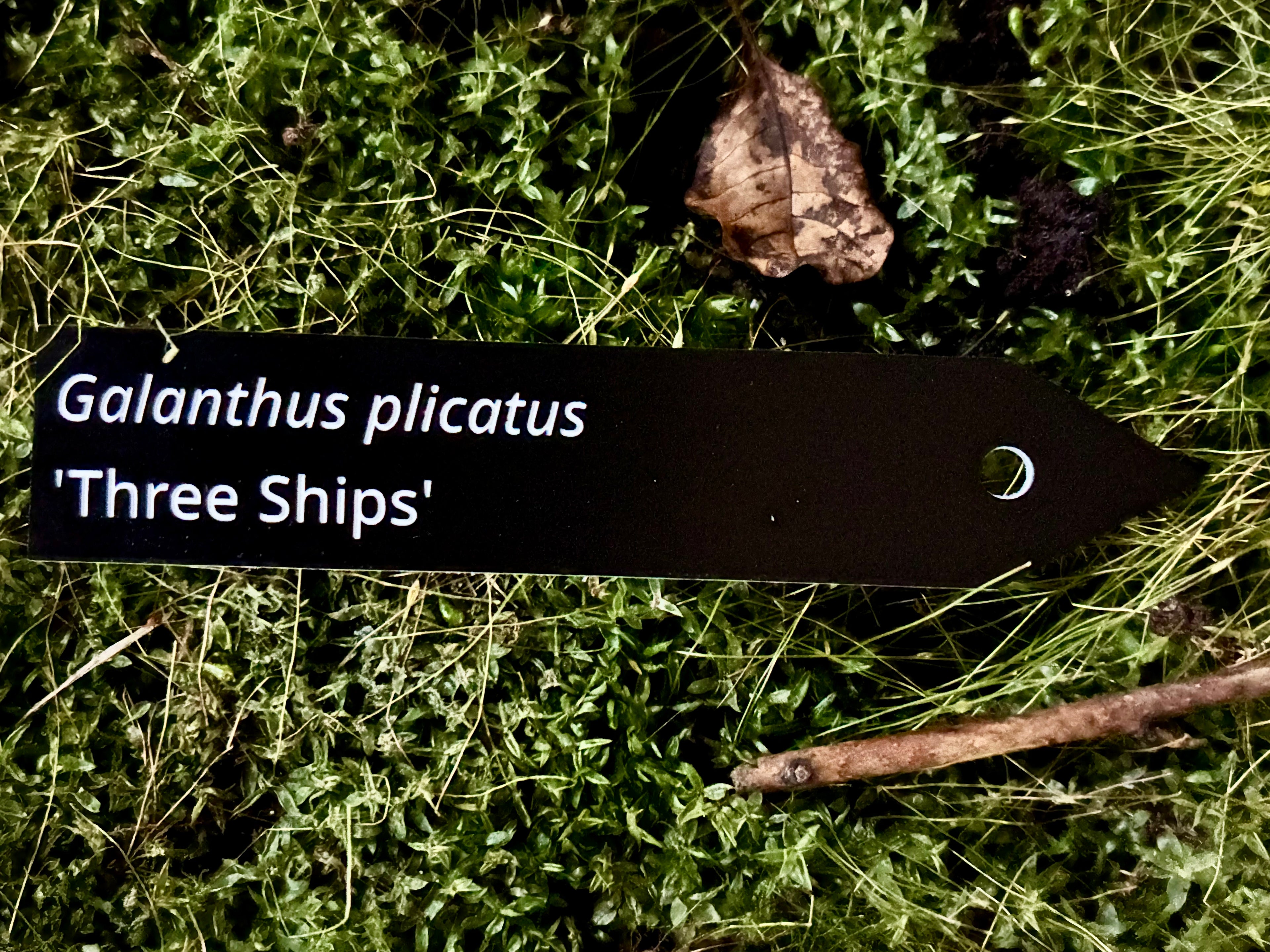 Galanthus plicatus 'Three Ships' - Plant label