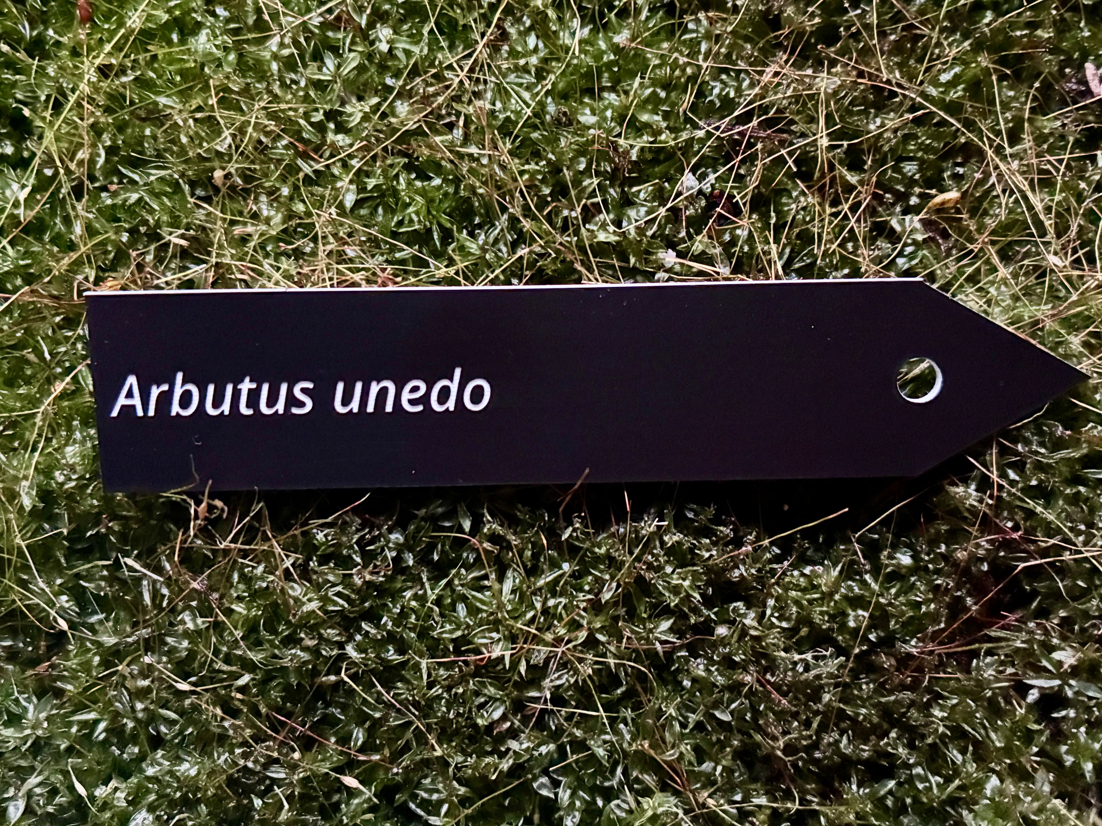 Arbutus unedo - Plant label