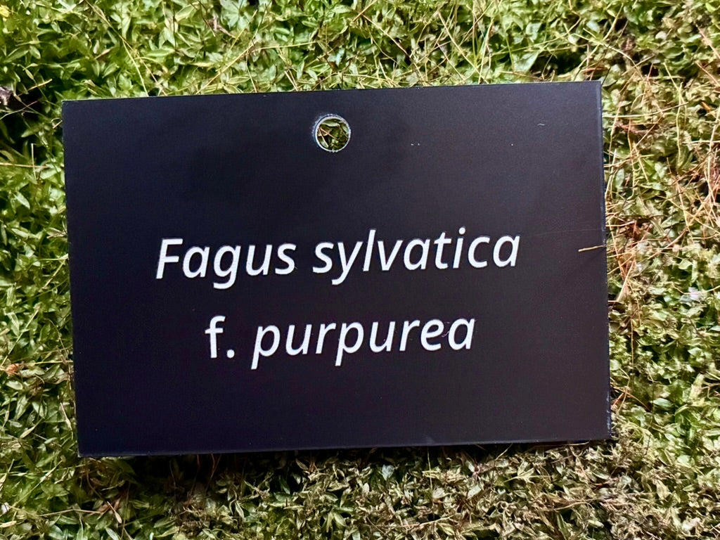 Fagus sylvatica f. purpurea - Plant label