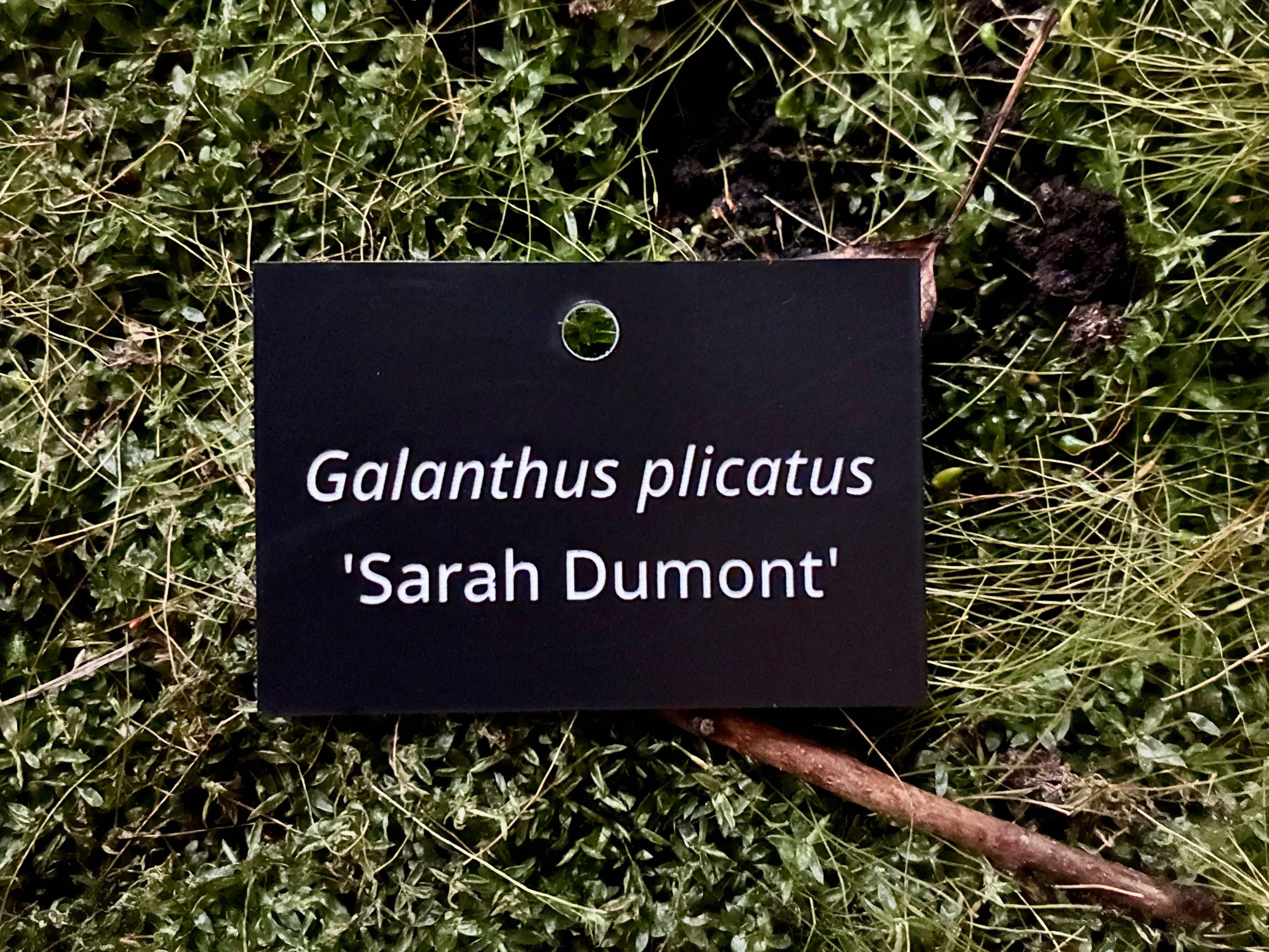 Galanthus plicatus 'Sarah Dumont' - Plant label