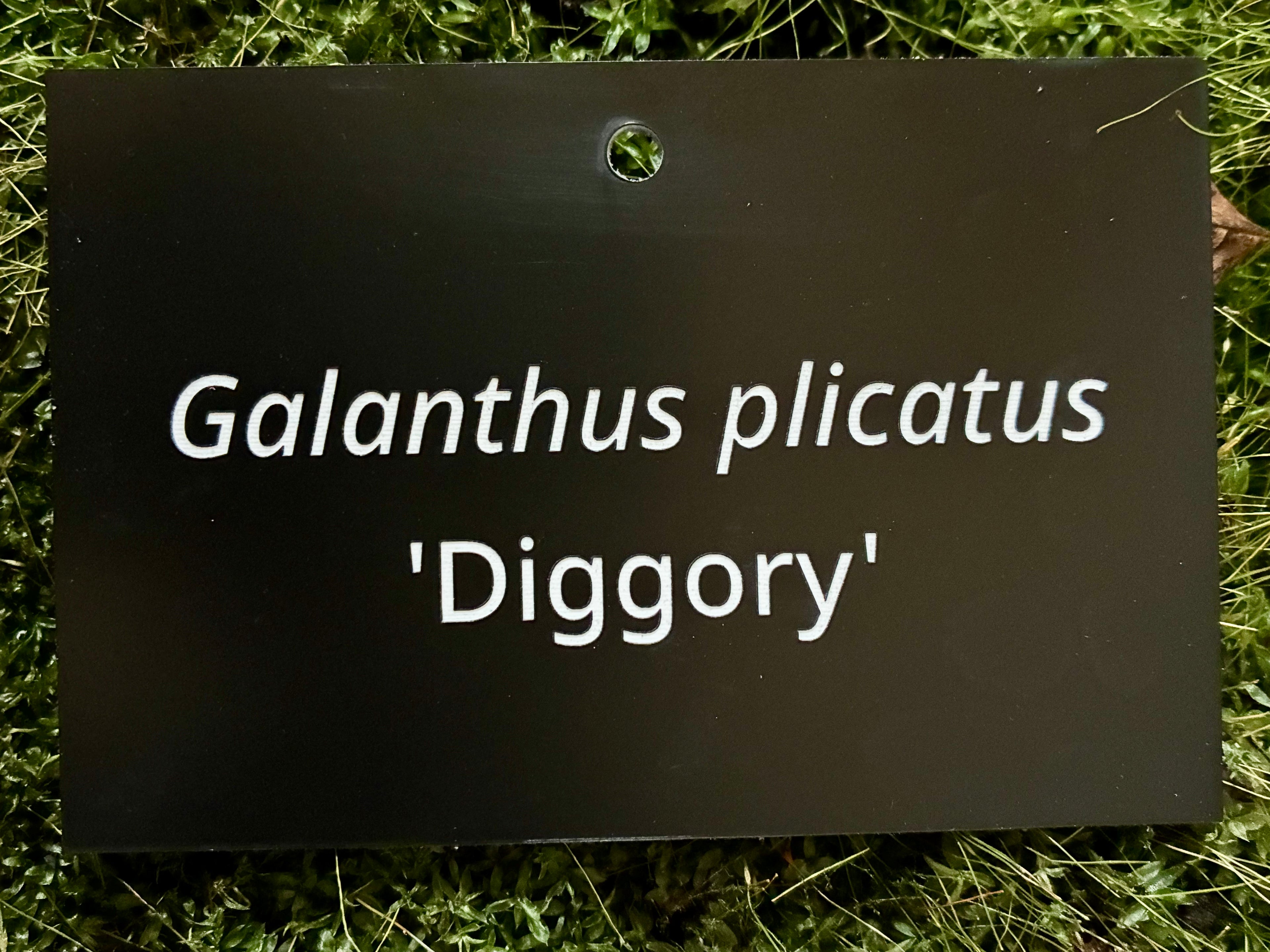 Galanthus plicatus 'Diggory' - Plant label