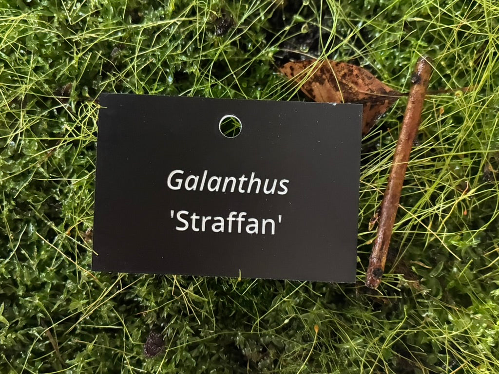 Galanthus 'Straffan' - Plant label