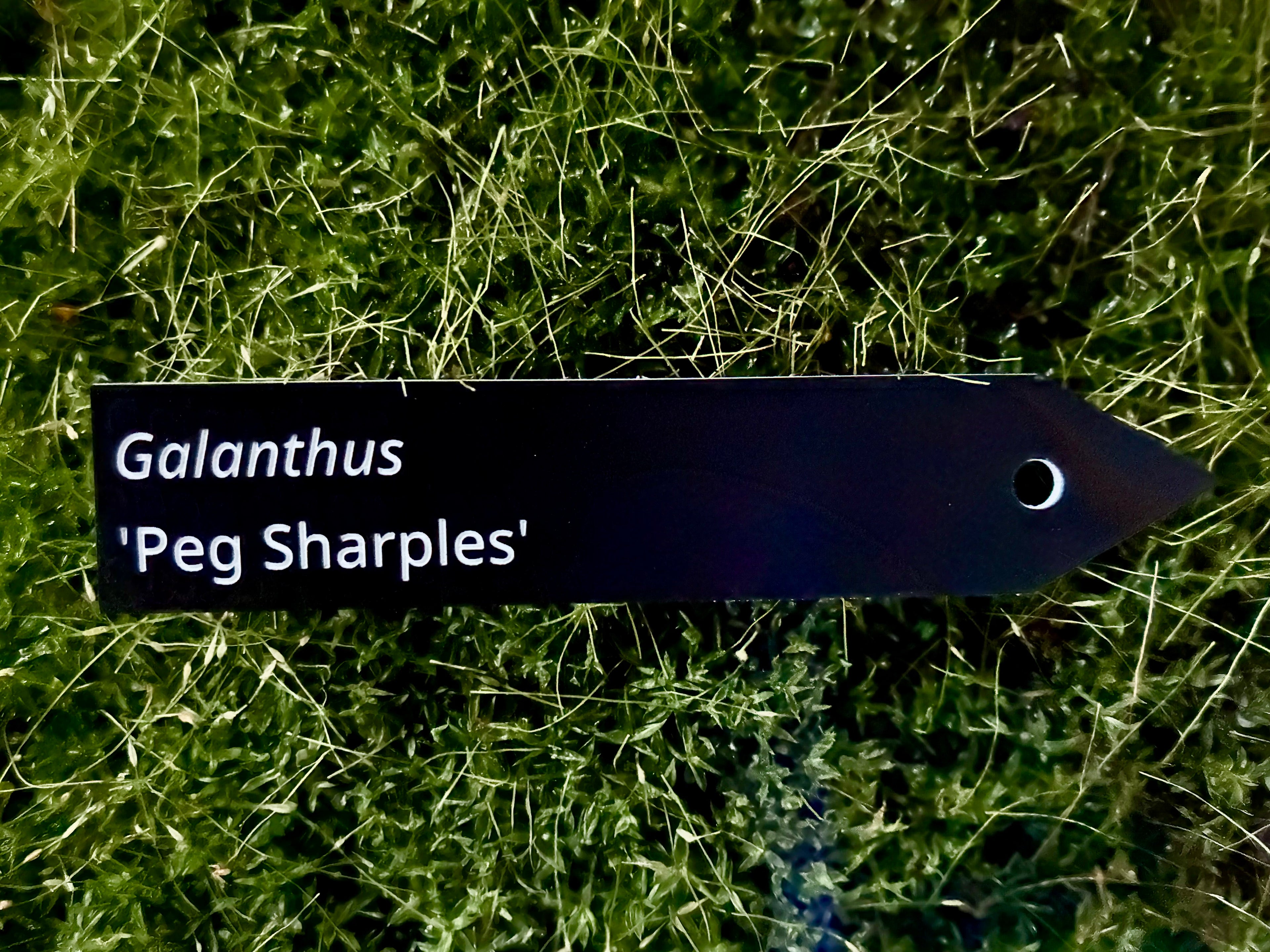 Galanthus 'Peg Sharples' - Plant label