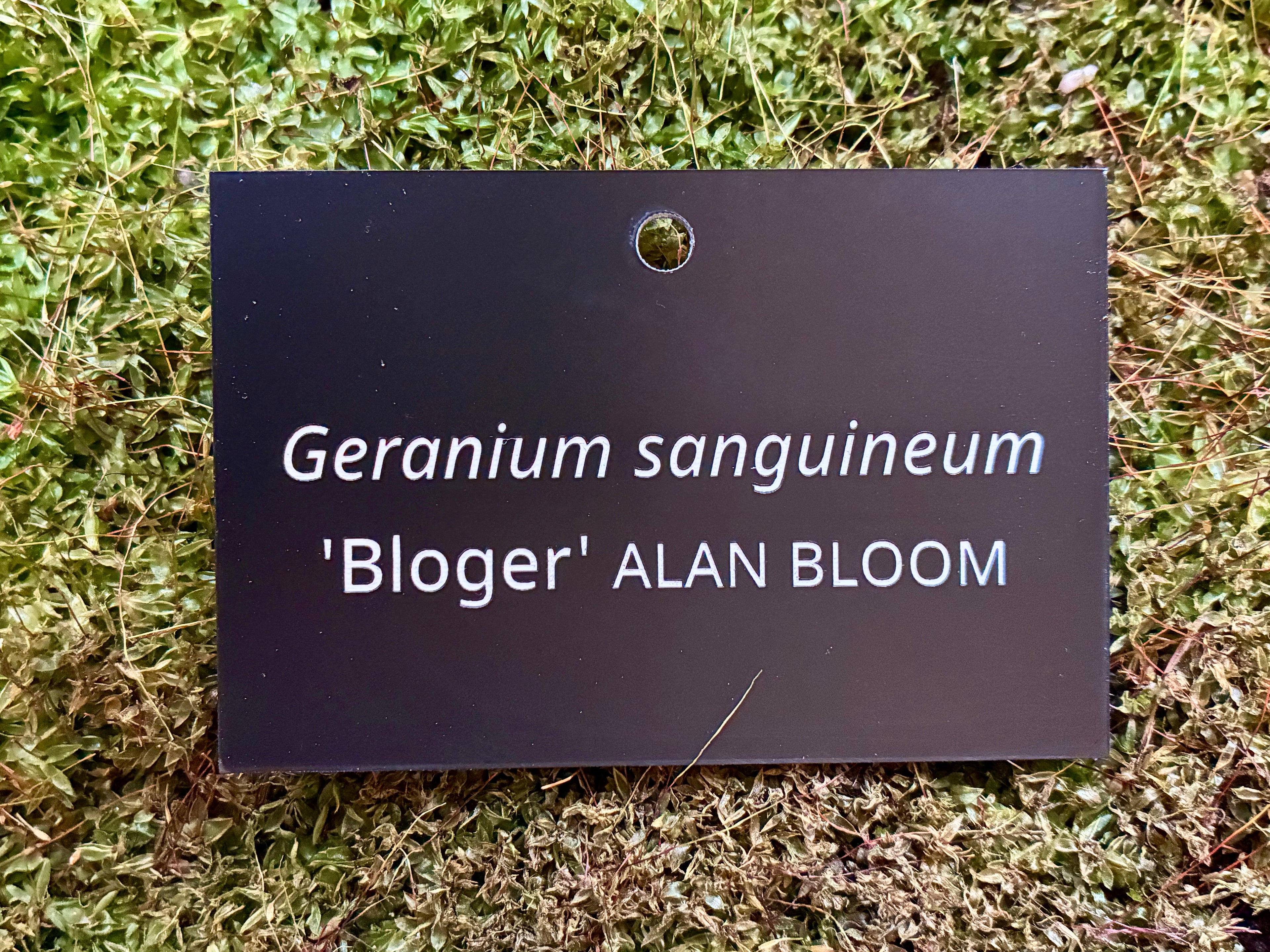 Geranium sanguineum 'Bloger' ALAN BLOOM - Plant label